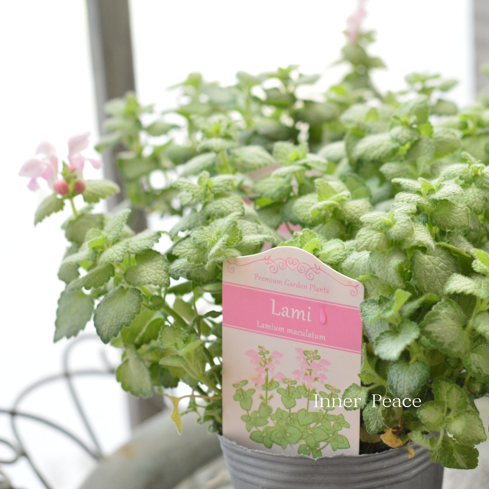 【寄せ植えに】 ラミウム 『ラミ』 2.5寸POT