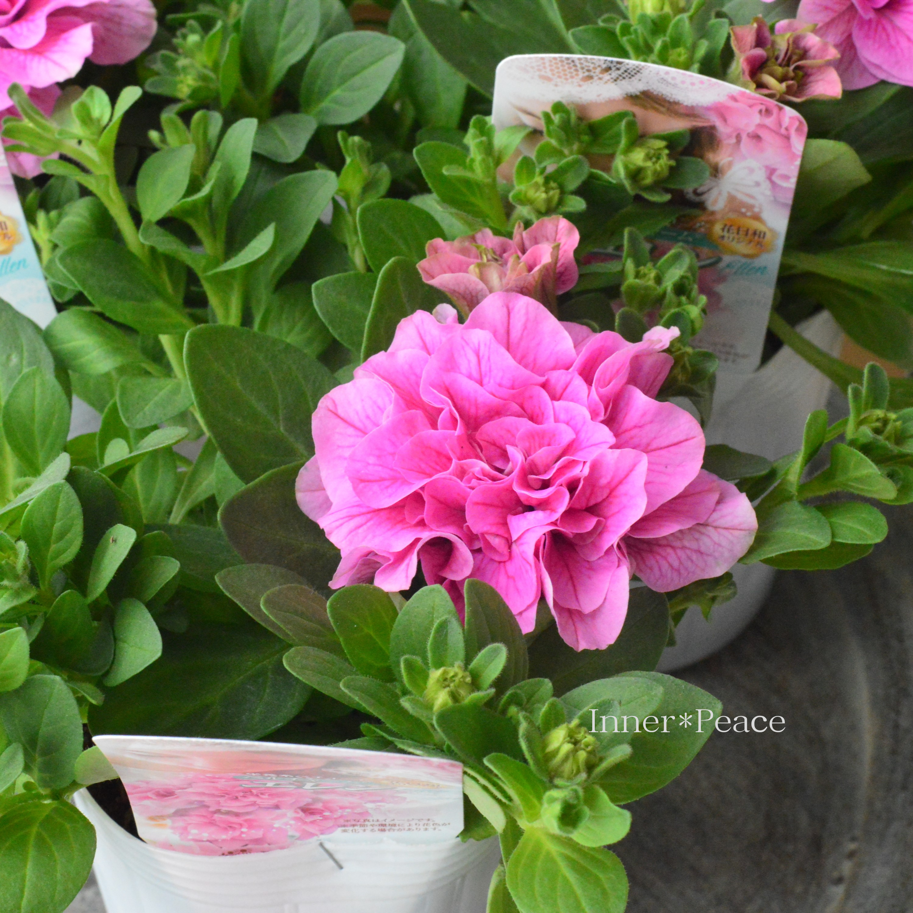 【花日和さんオリジナル】 栄養系ペチュニア 『ベルチャーム・エレン』 3寸ロング~3.5寸POT