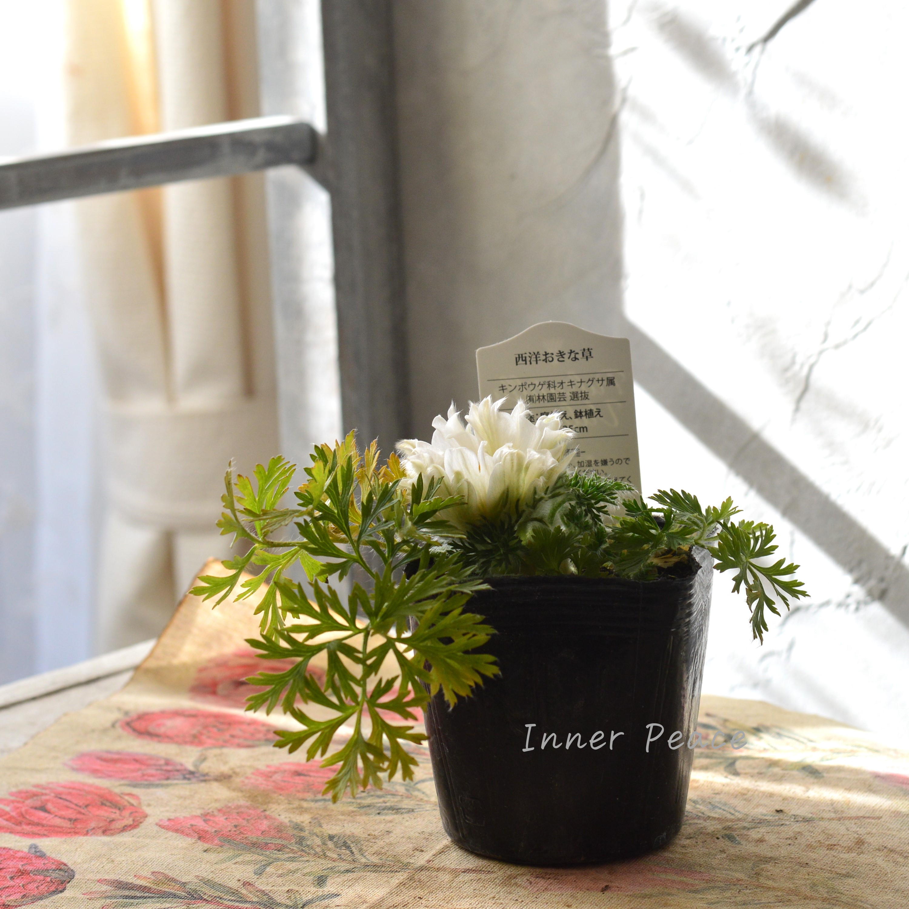 【美しい】 西洋オキナグサ 『プルサティラ ブルガリス・ホワイト』 3.5寸POT