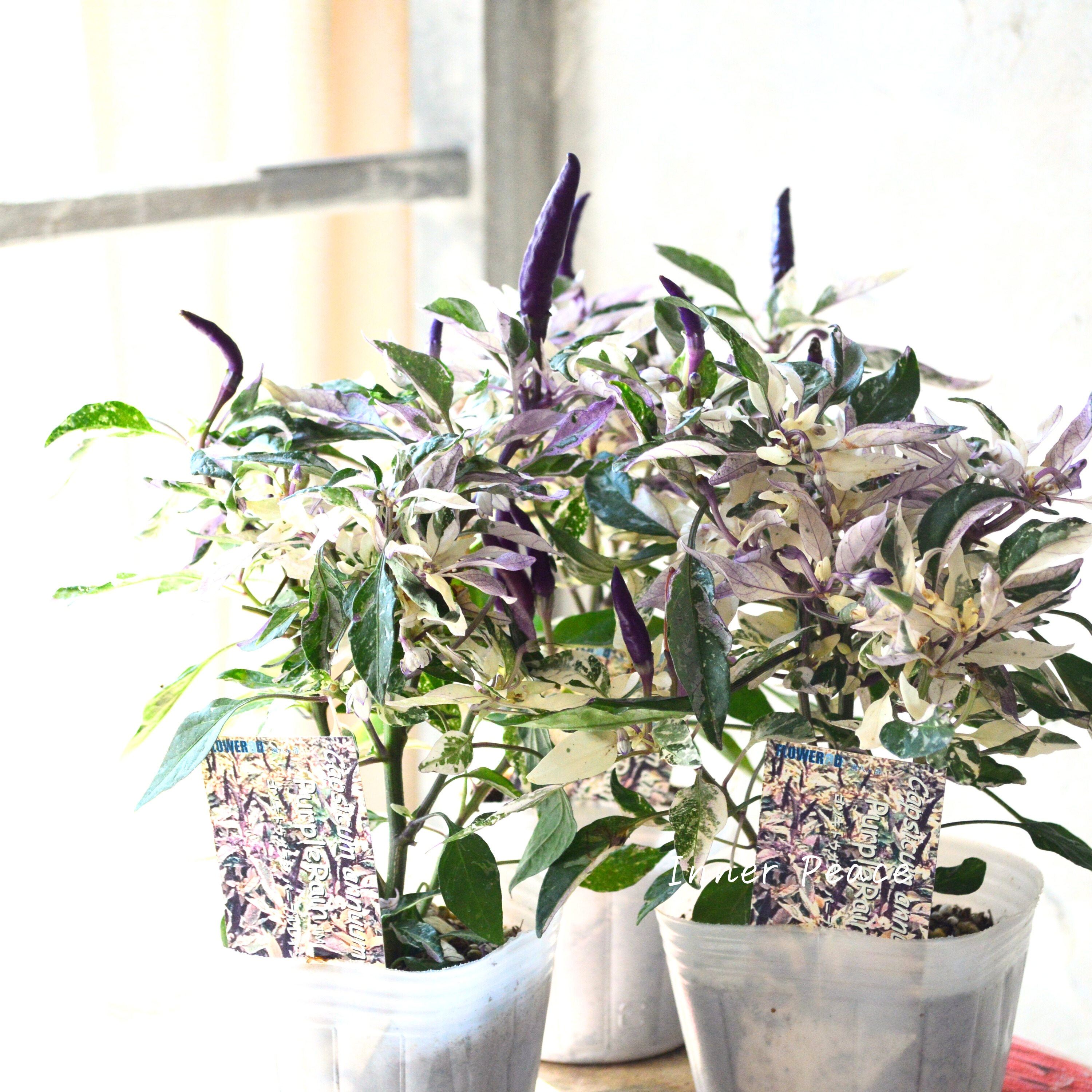 【暑さに強い】 トウガラシ 『パープルレイン』 3寸POT