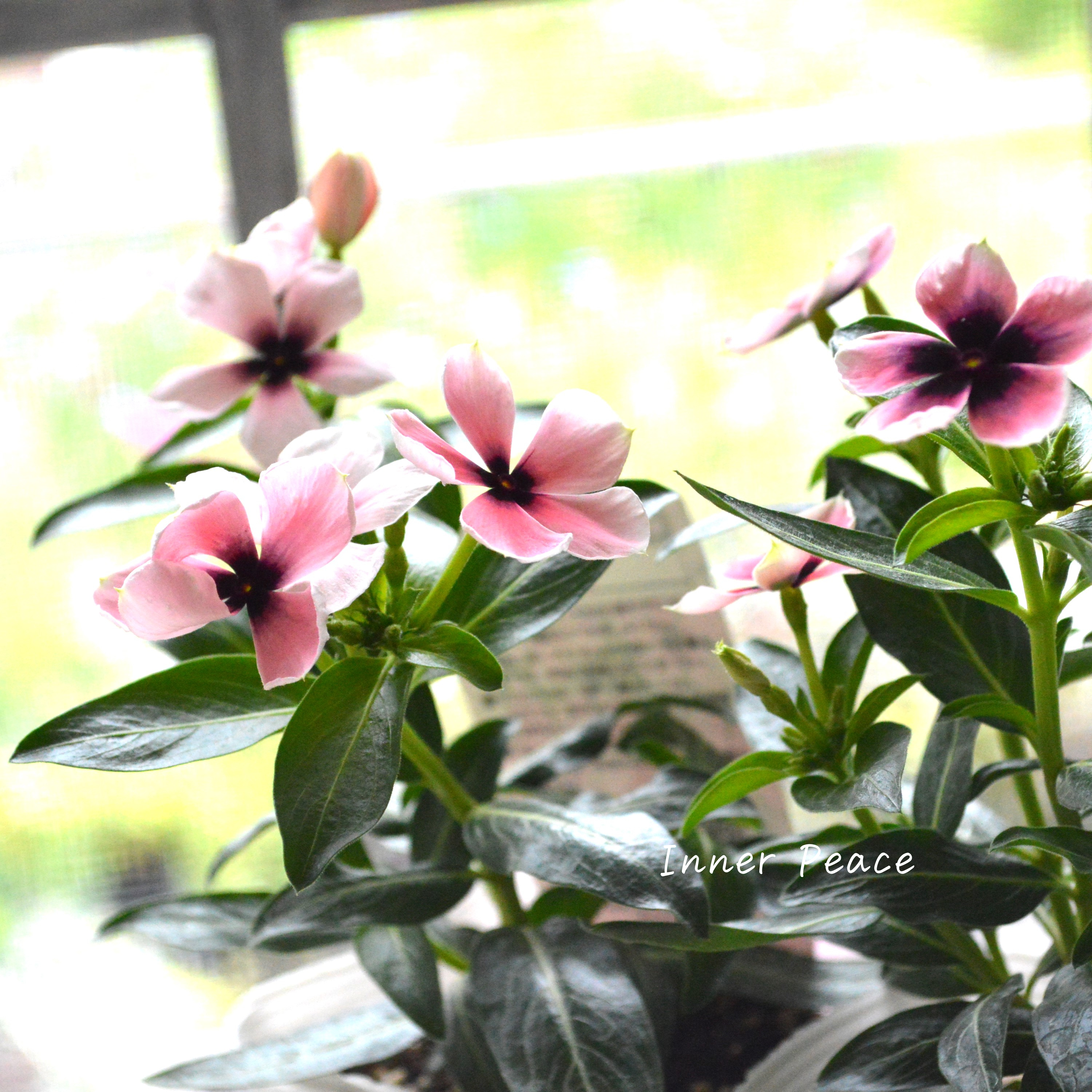 【北島園芸さん】 ニチニチソウ 『モネ』 3.5寸POT