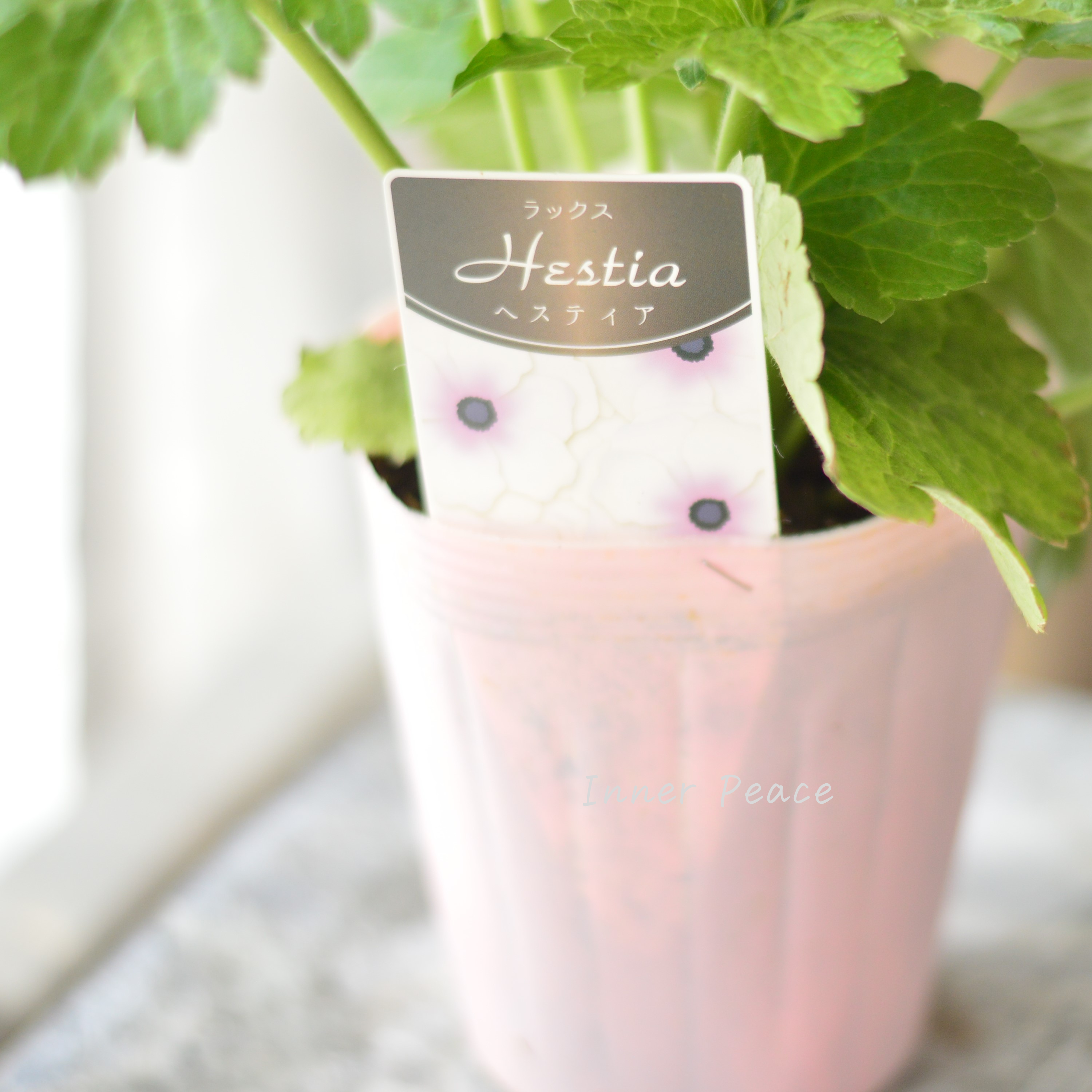 【美しい】 ラナンキュラス・ラックス 『ヘスティア』 4寸POT