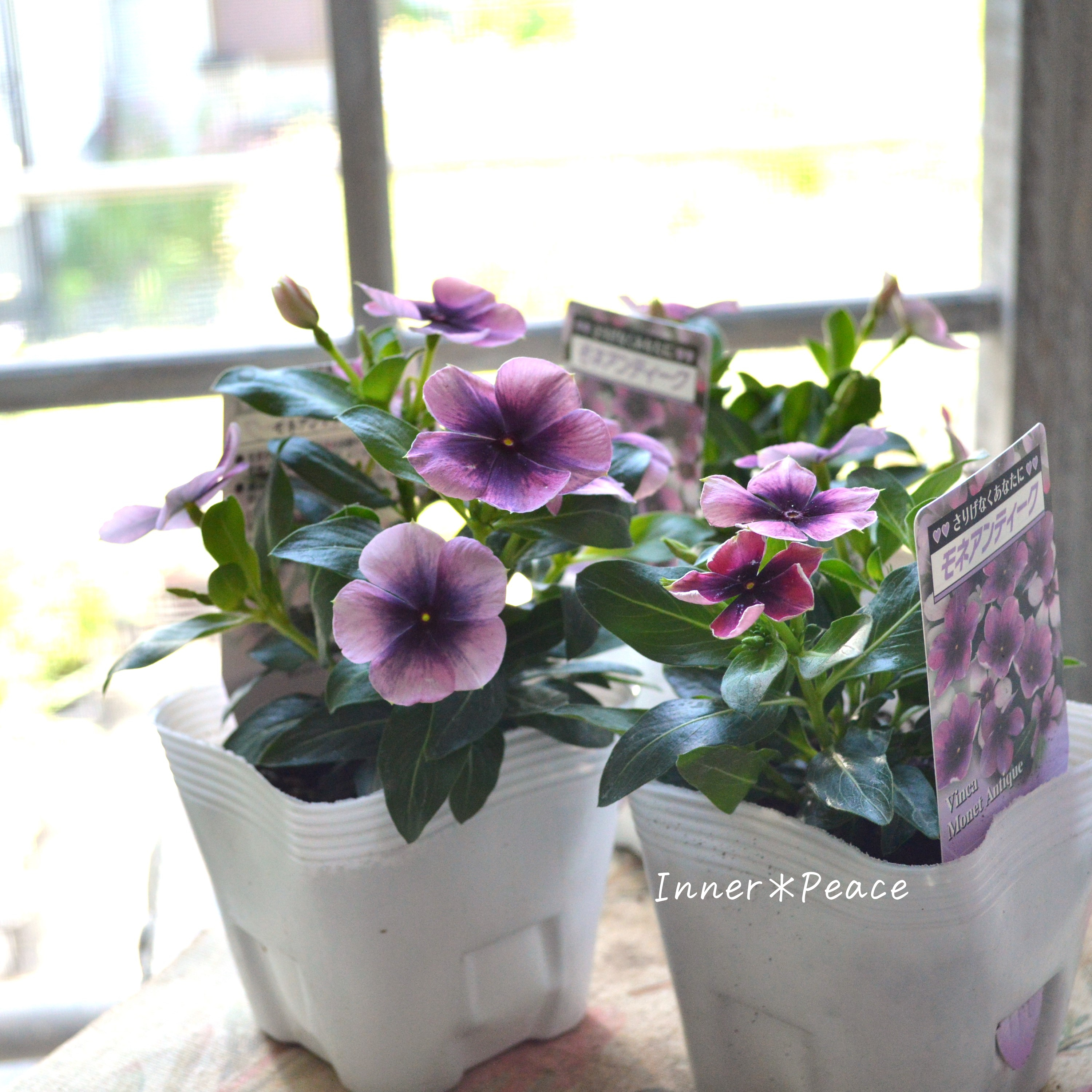 【北島園芸さん】 ニチニチソウ 『モネアンティーク』 3.5寸POT