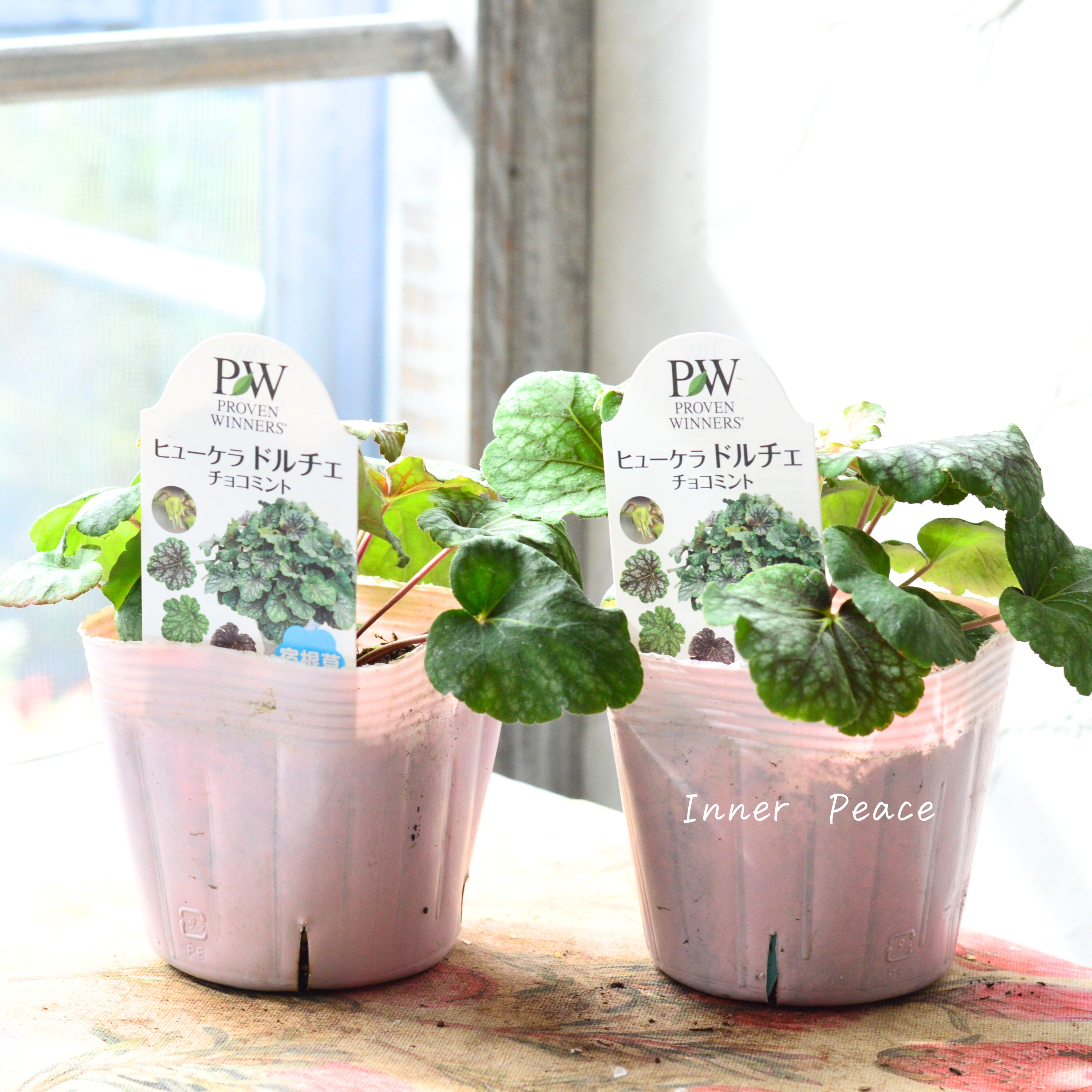 【PW】 ヒューケラ ドルチェ 『チョコミント』 3.5寸POT