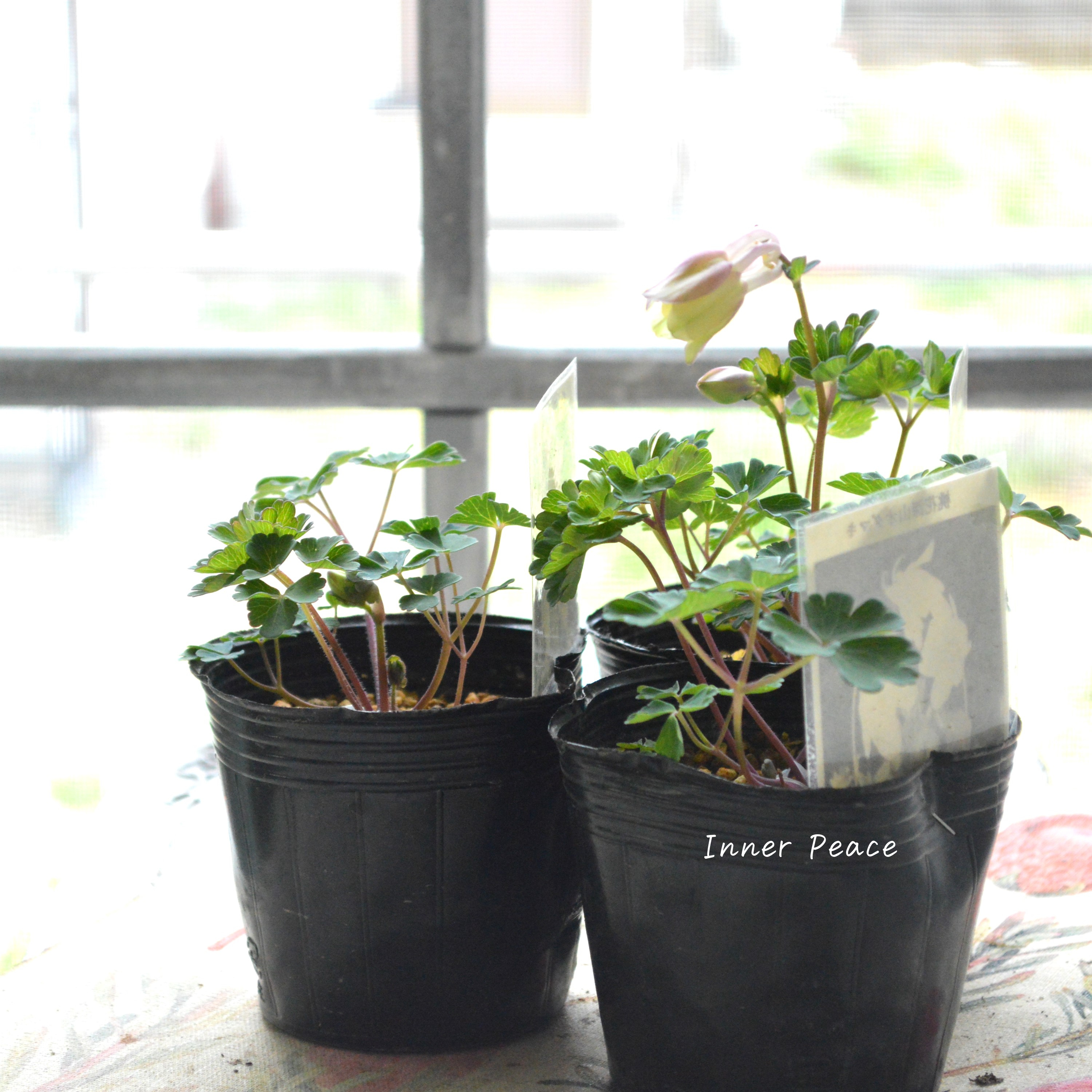 【美しい】 深山オダマキ 『桃花』 3寸POT