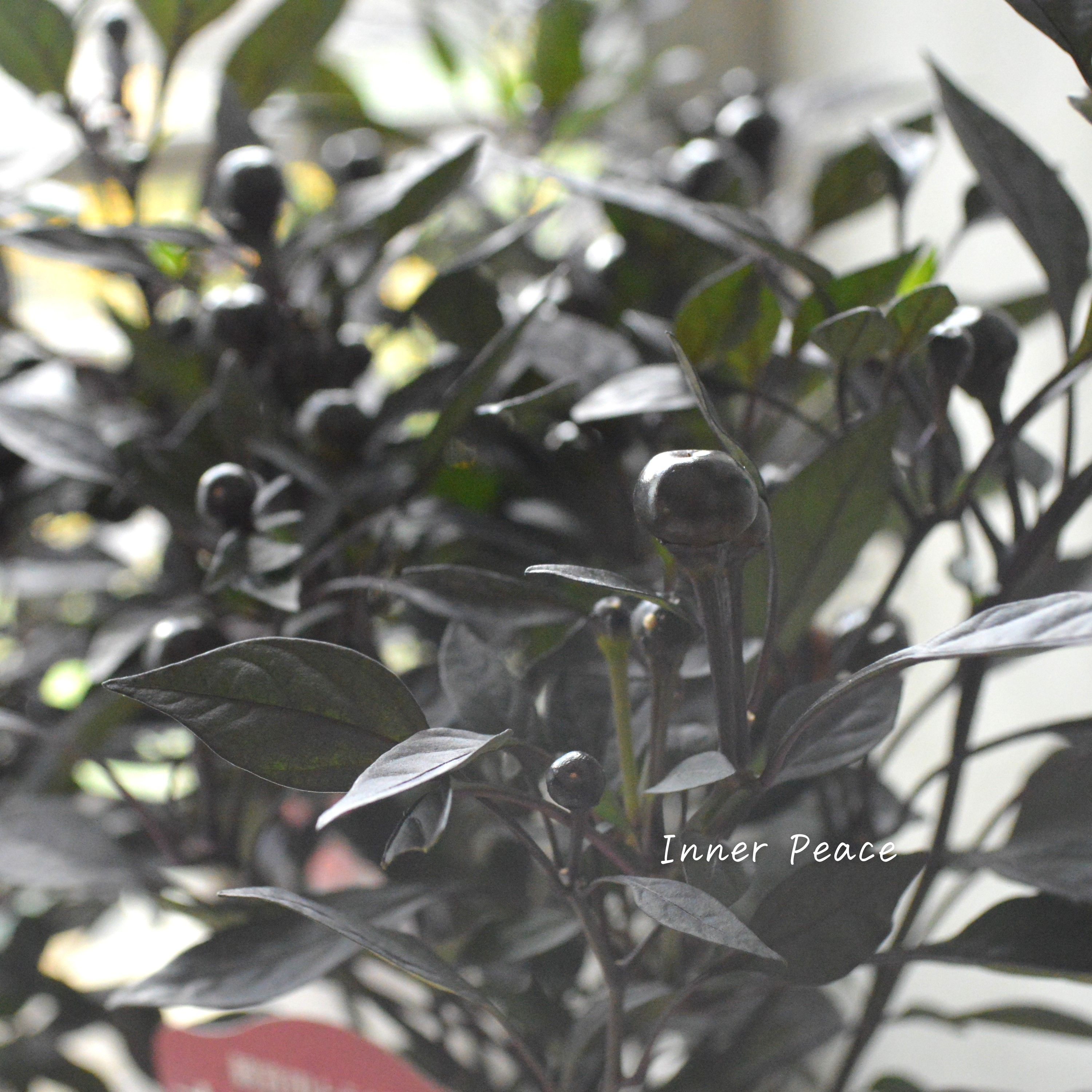 【暑さに強い】 トウガラシ 『オニキスレッド』 3寸POT