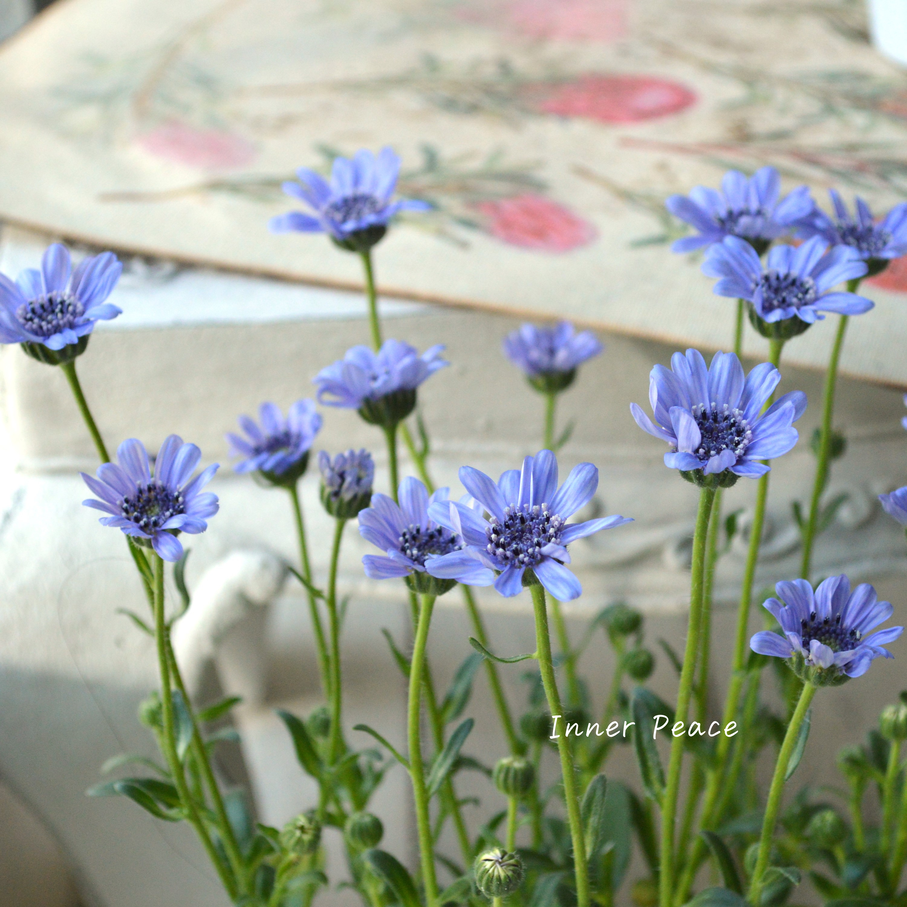 【美しい】 フェリシア 『スプリングメルヘン・ブルー』 3寸POT