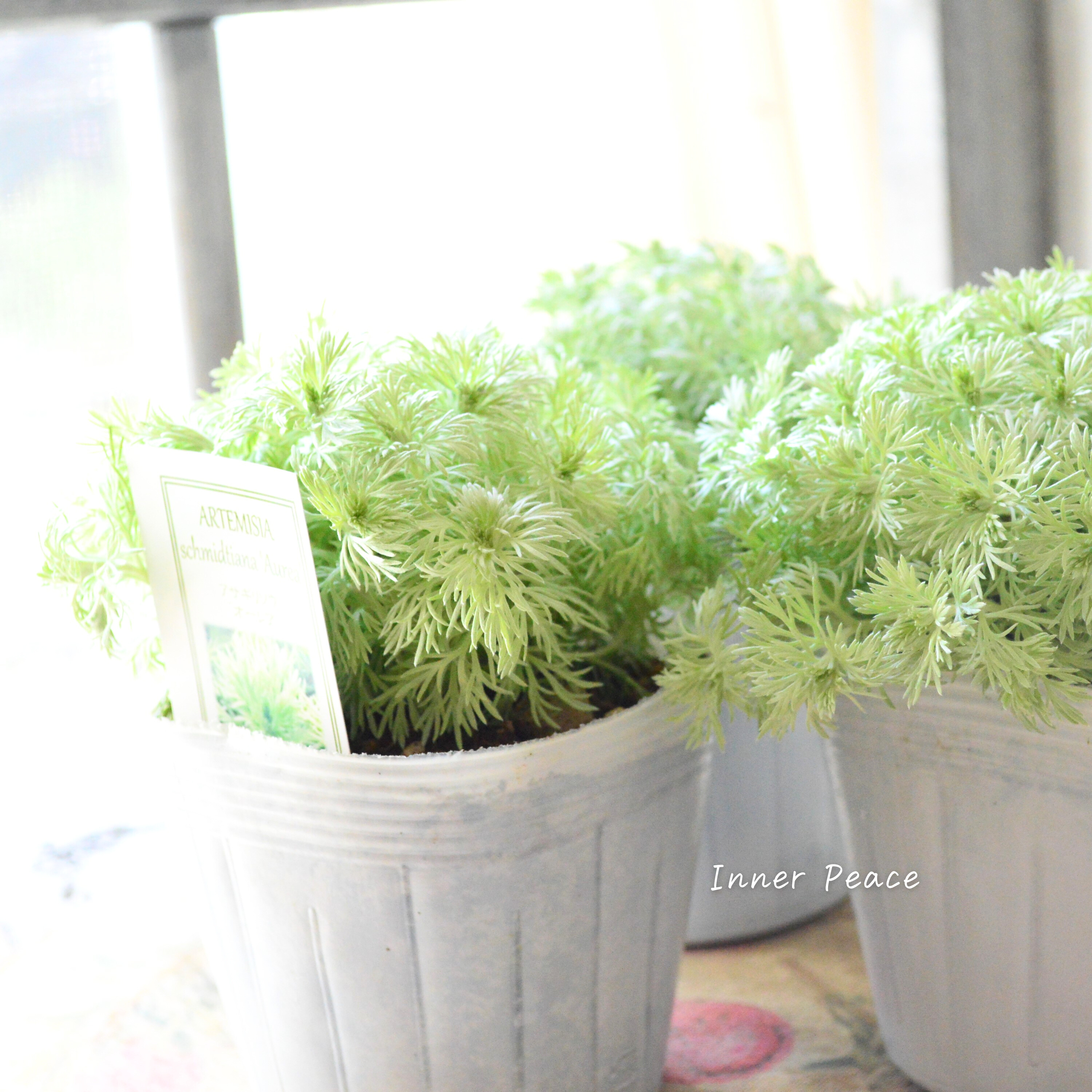 【宿根】 アサギリソウ 『オーレア』 3.5寸POT