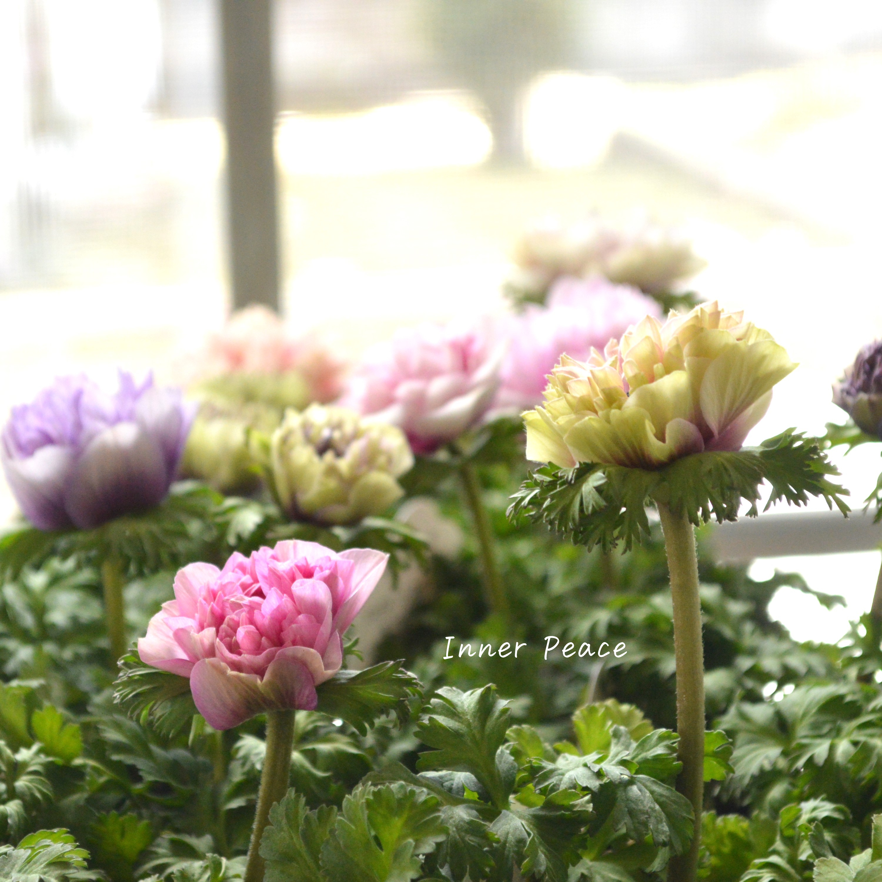 【神花園さんオリジナル】Sale!! 八重咲きアネモネ 『シフォンダブル』 3.5寸POT