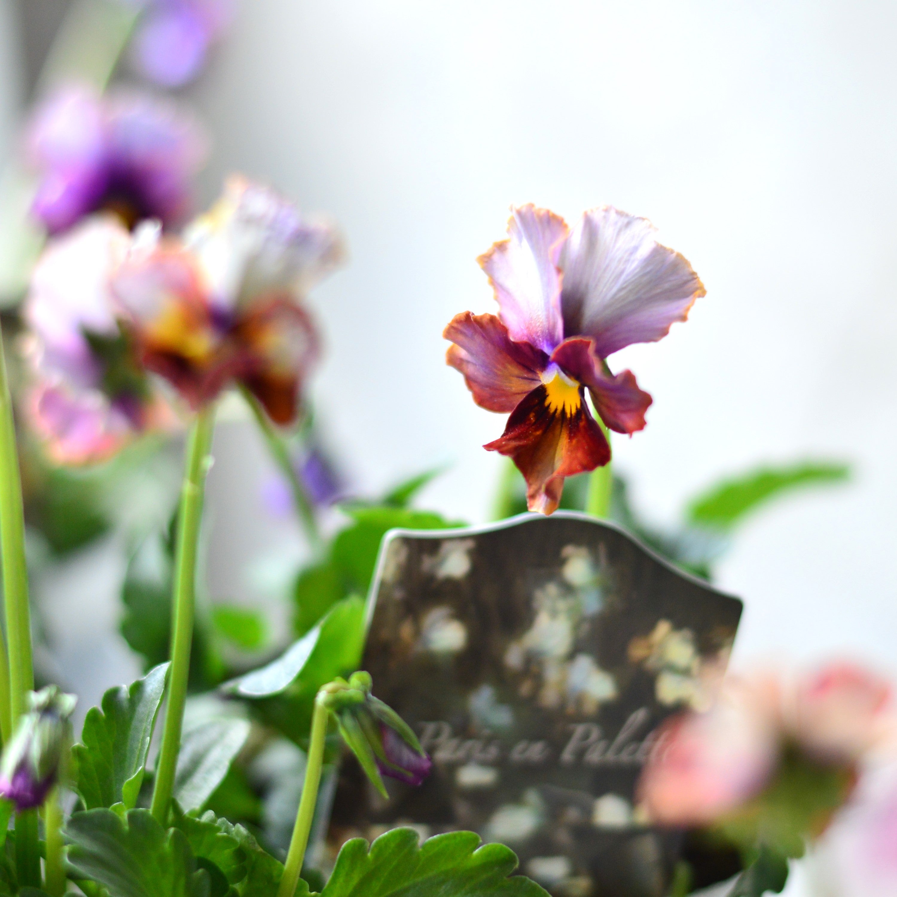 【希少】 ナラティブフラワーズさん 『パリアンパレット』 3寸ロングPOT