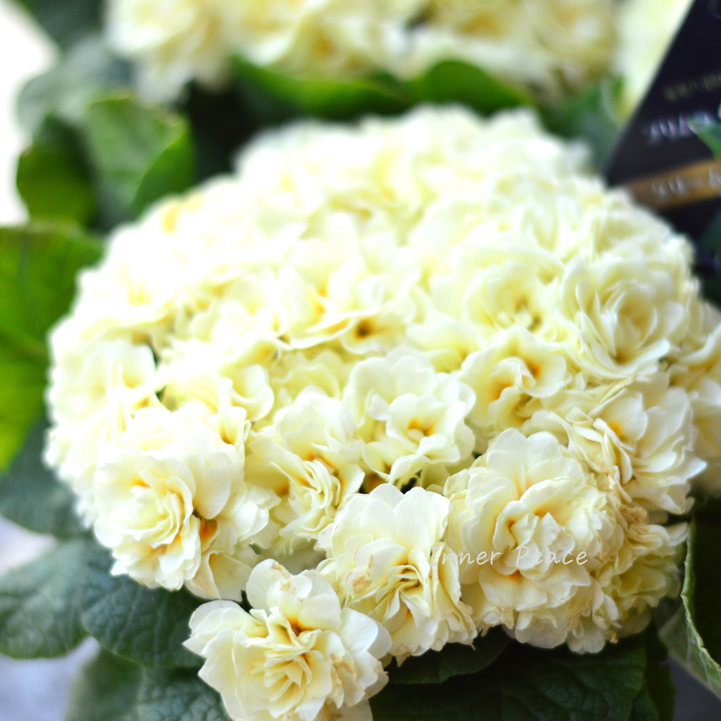 【八重咲き】 プリムラ 『ベラリーナ・クリーム』 4寸POT