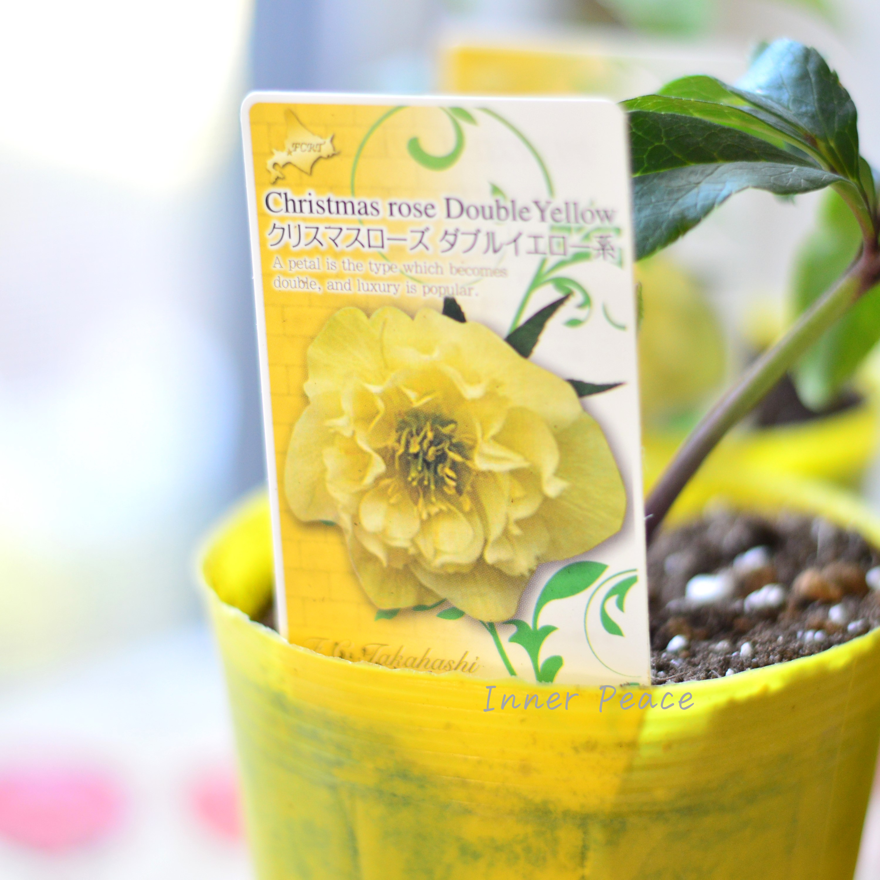 【八重咲き】 クリスマスローズ 『ダブルイエロー系』 3.5寸ロングPOT