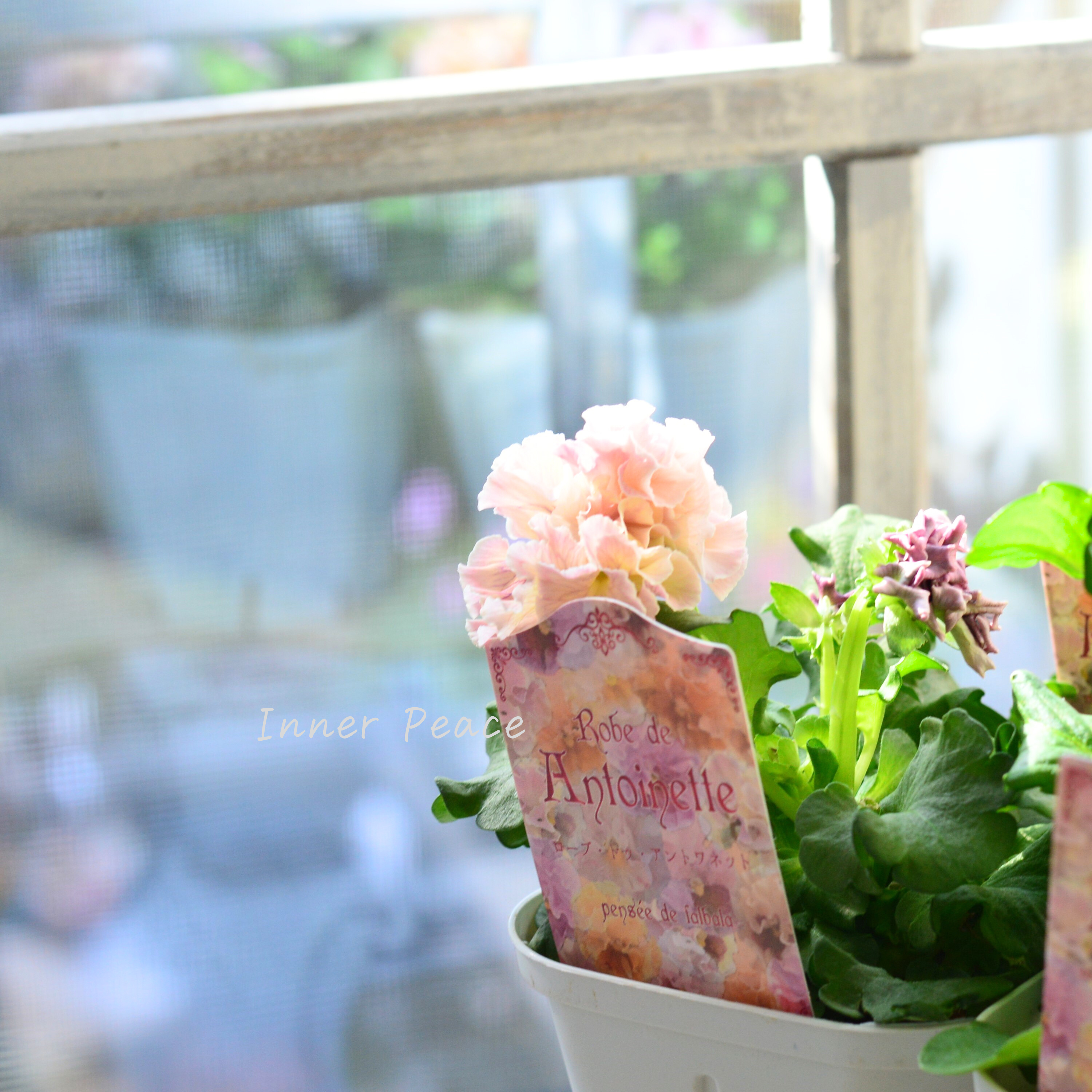 【サトウ園芸さん】 パンジー 『ローブ ドゥ アントワネット』 3.5寸POT