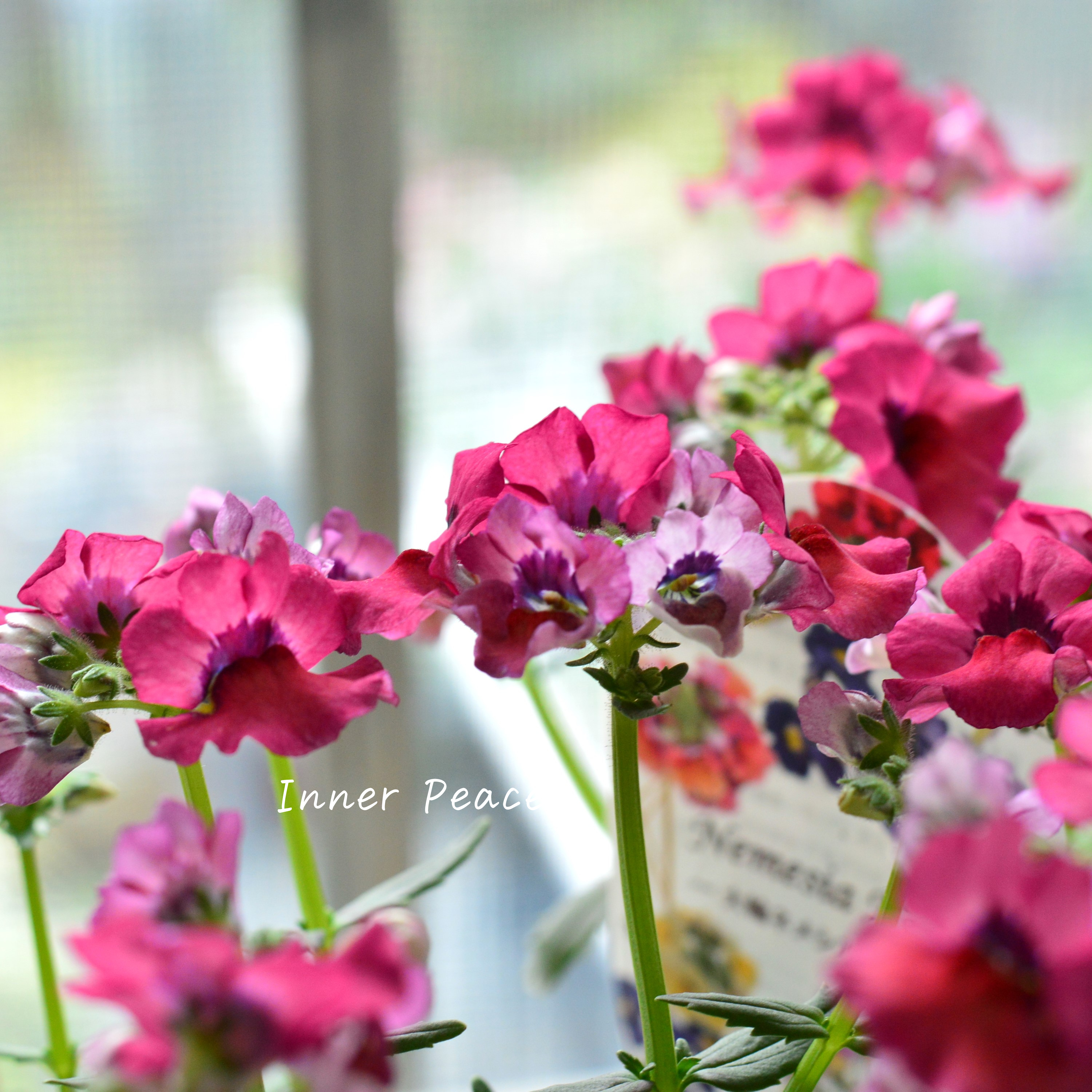 【宿根】 大輪ネメシア・ネシア 『マゼンタ』 3.5寸POT