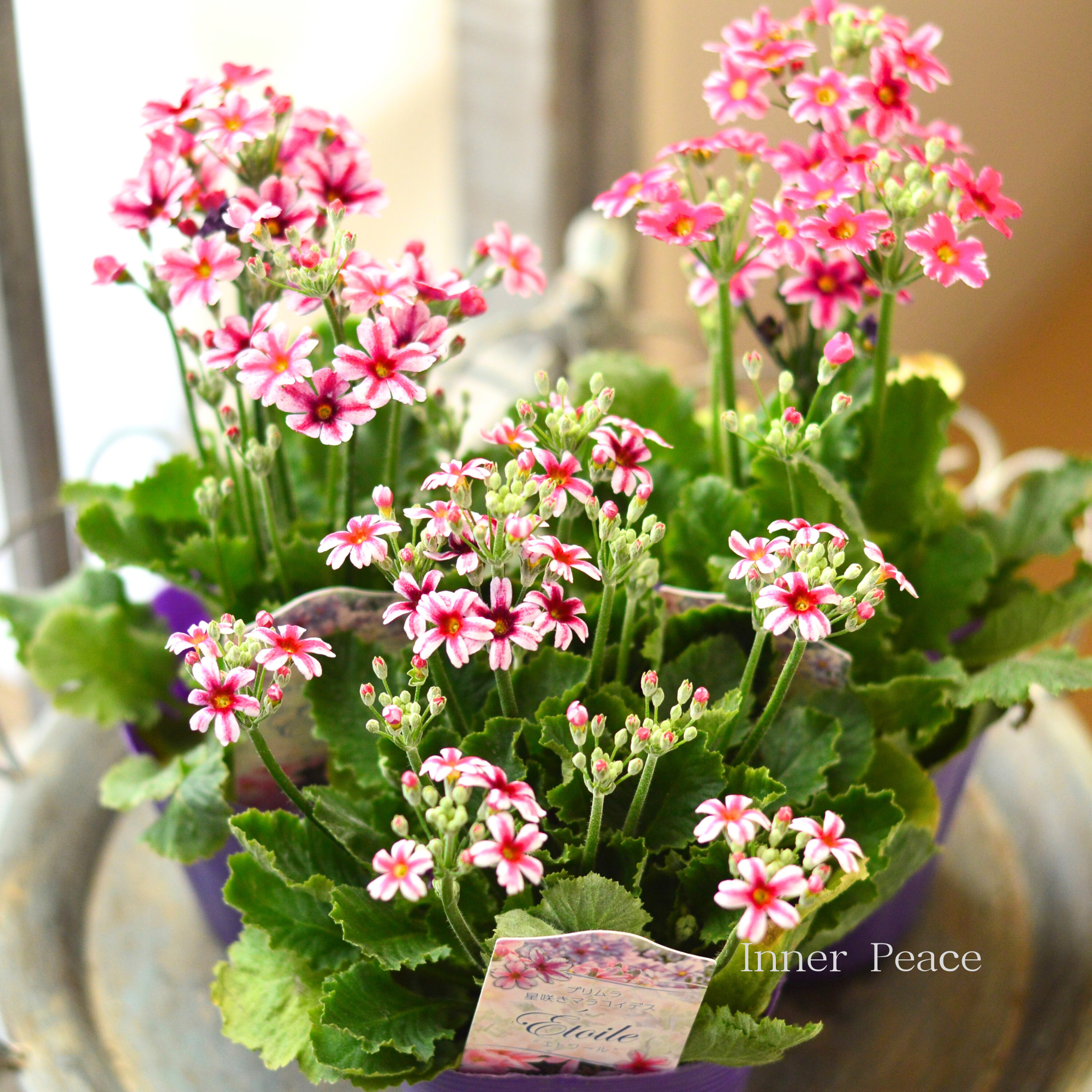 【星咲き】 プリムラ マラコイデス 『エトワール・レッド系』 3.5寸POT