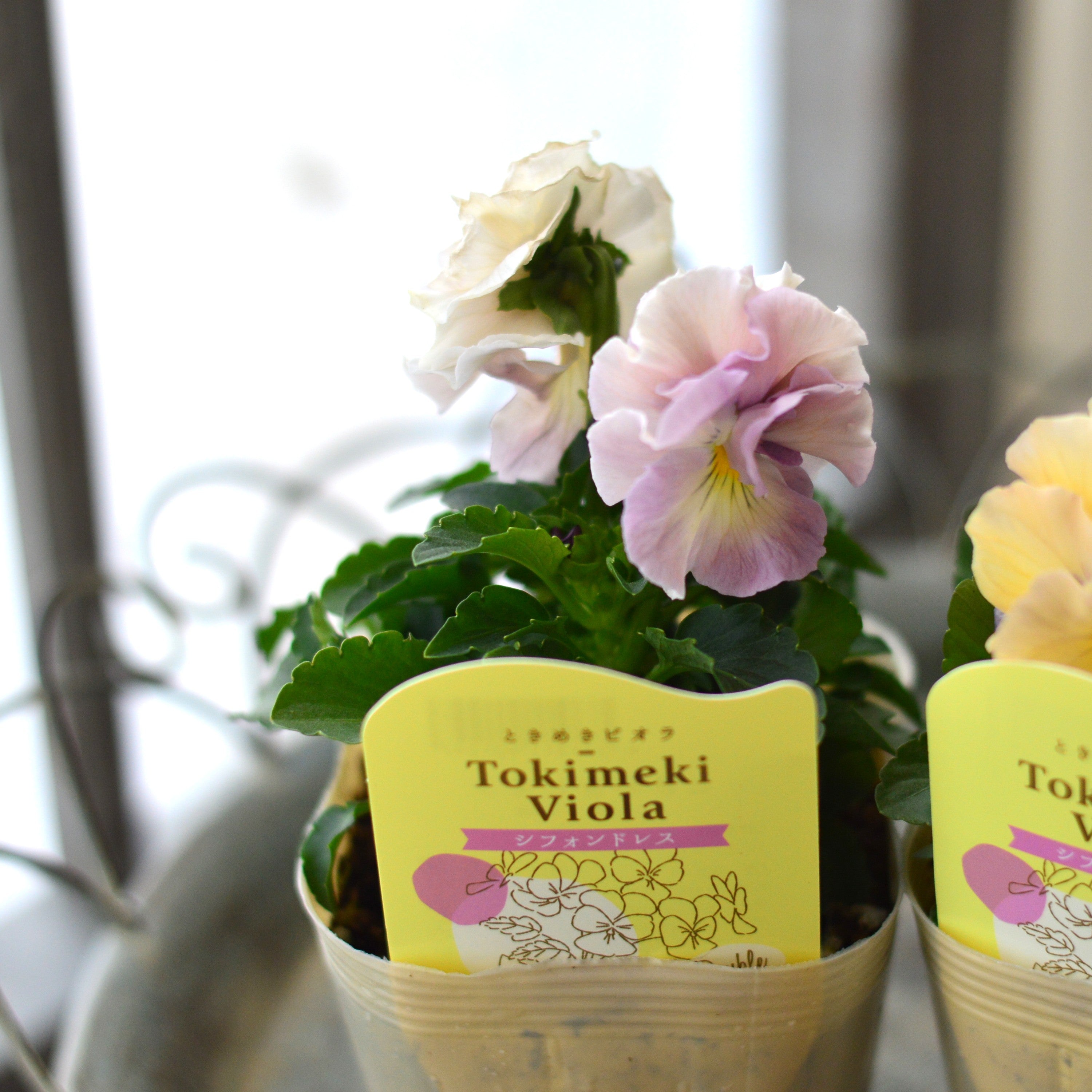 【奥田園芸さん】 ときめきビオラ 『シフォンドレス』 3.5寸POT