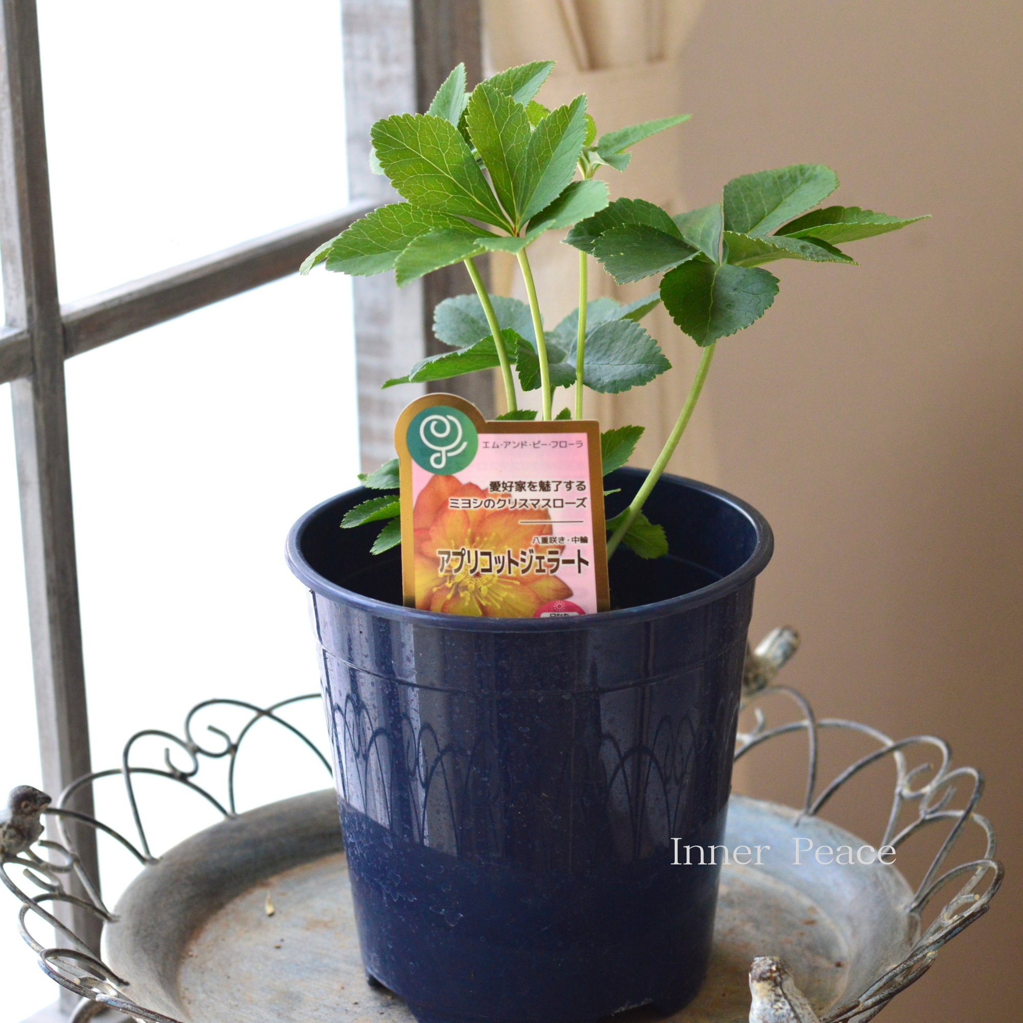 【ミヨシ】 クリスマスローズ 『アプリコットジェラート』 6号鉢