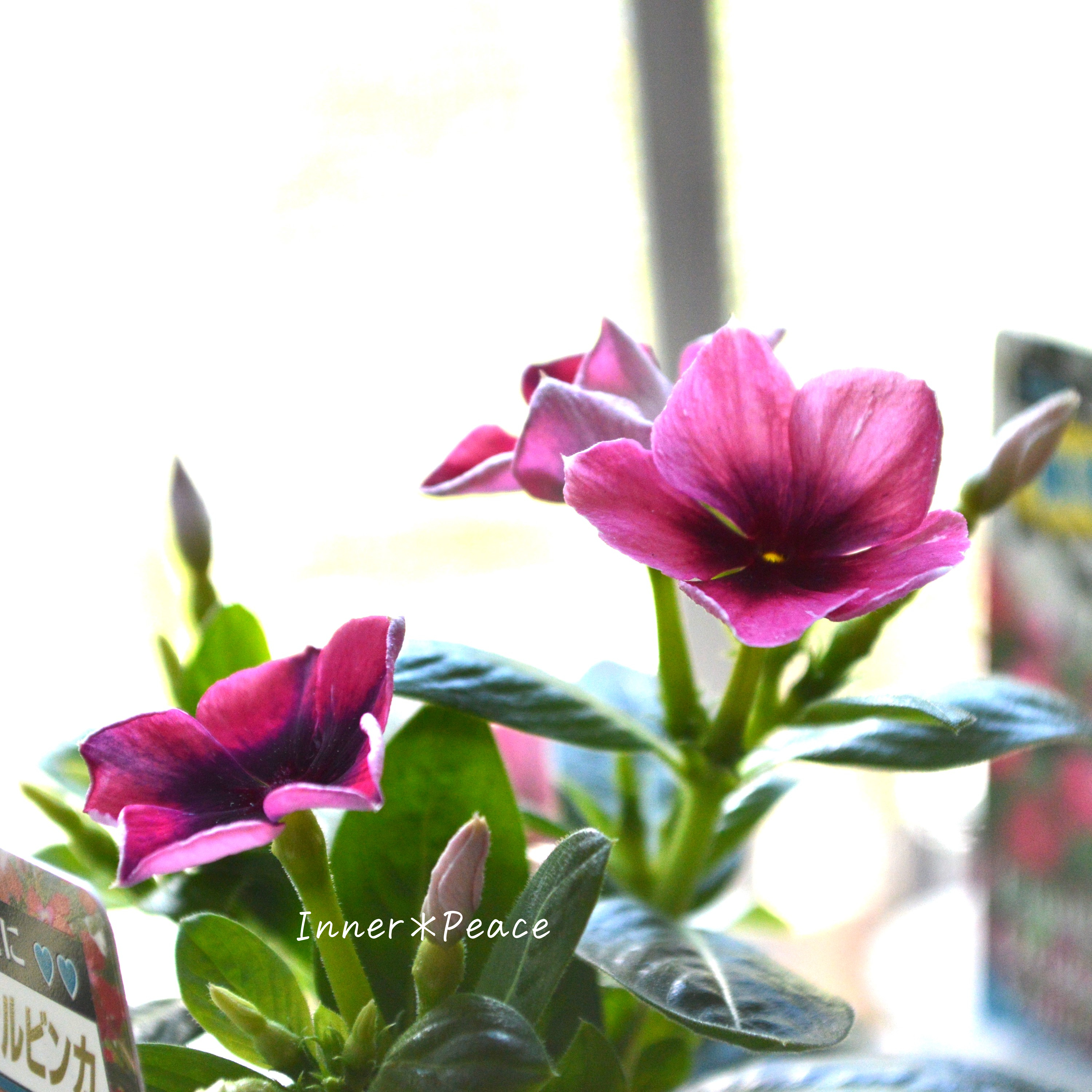 【北島園芸さん】 ニチニチソウ 『いちご風車ストライプ』 3.5寸POT