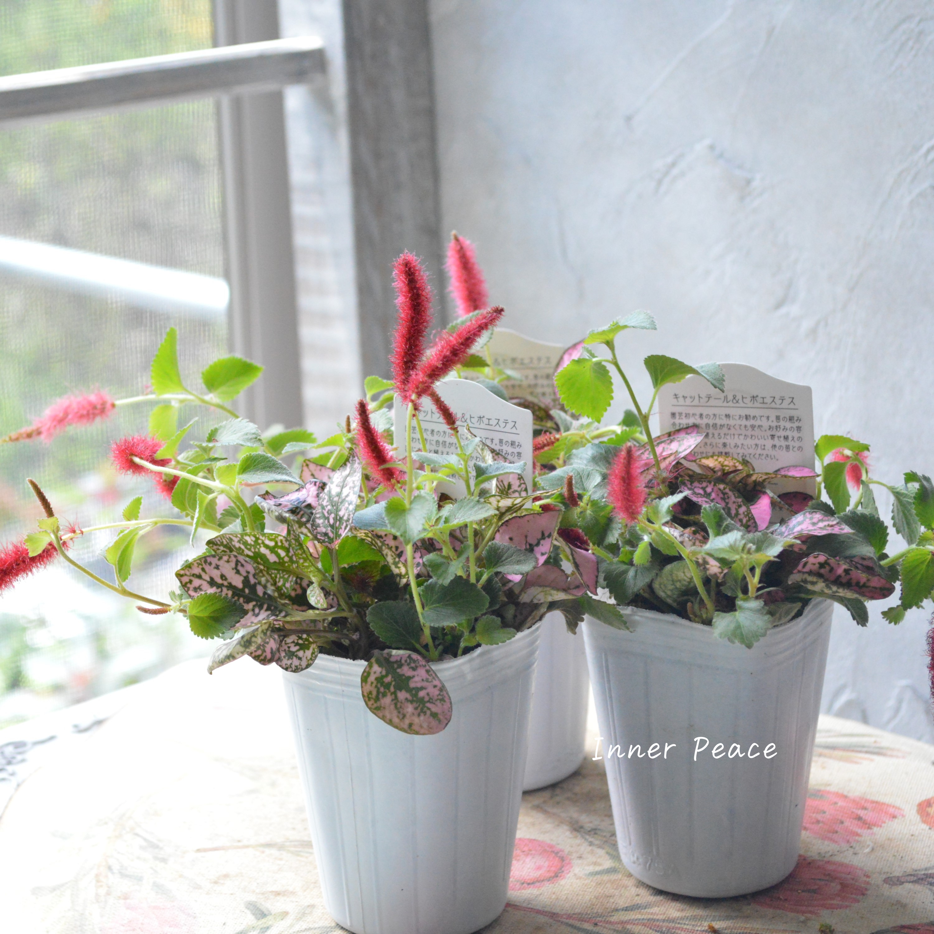 【寄せ植えに】 ヒポキャット(ヒポエステスピンク+キャッツテール) 2.5寸ロングPOT