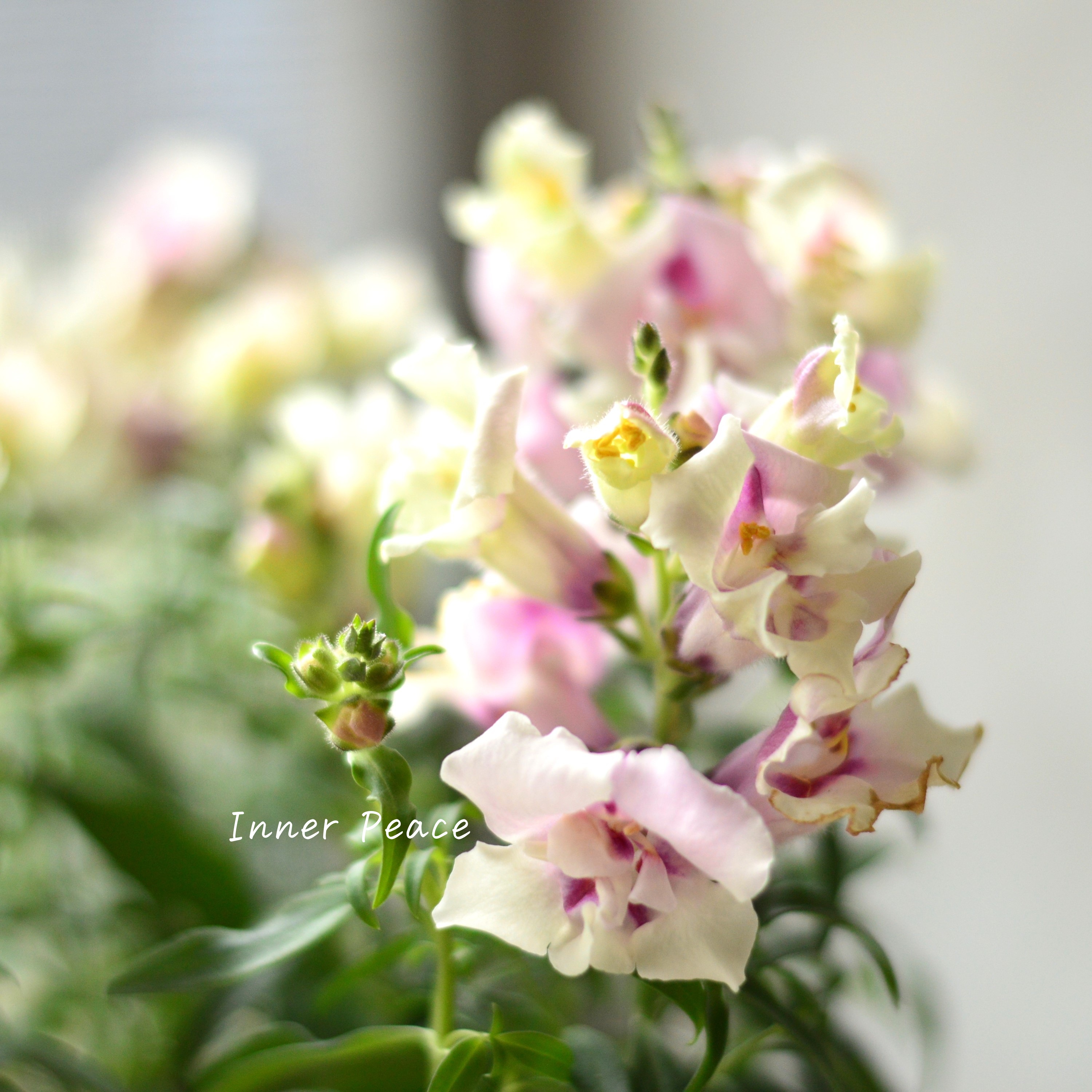 【かわいい】 キンギョソウ・トゥイニー 『オーキッド』 3寸ロングPOT