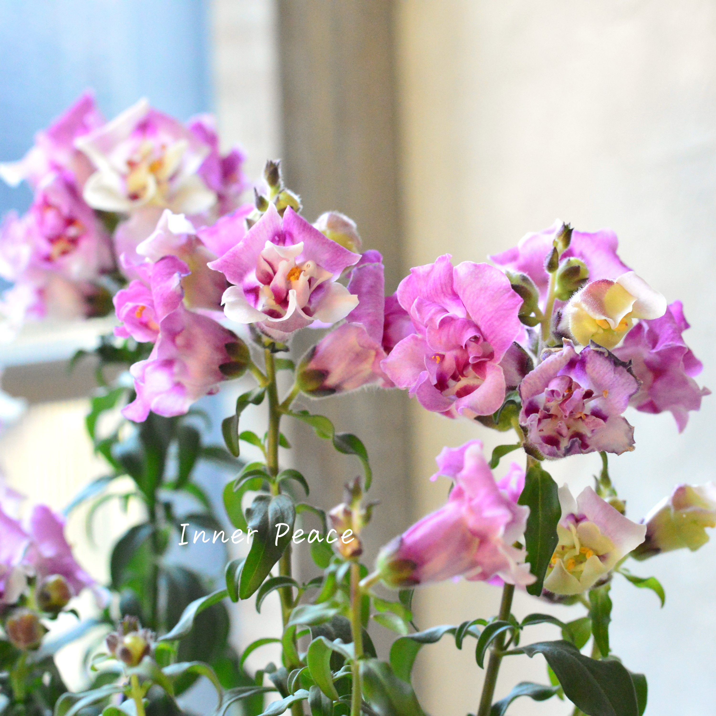 【かわいい】奥田さん生産の キンギョソウ・トゥイニー 『オーキッド』 3寸ロングPOT