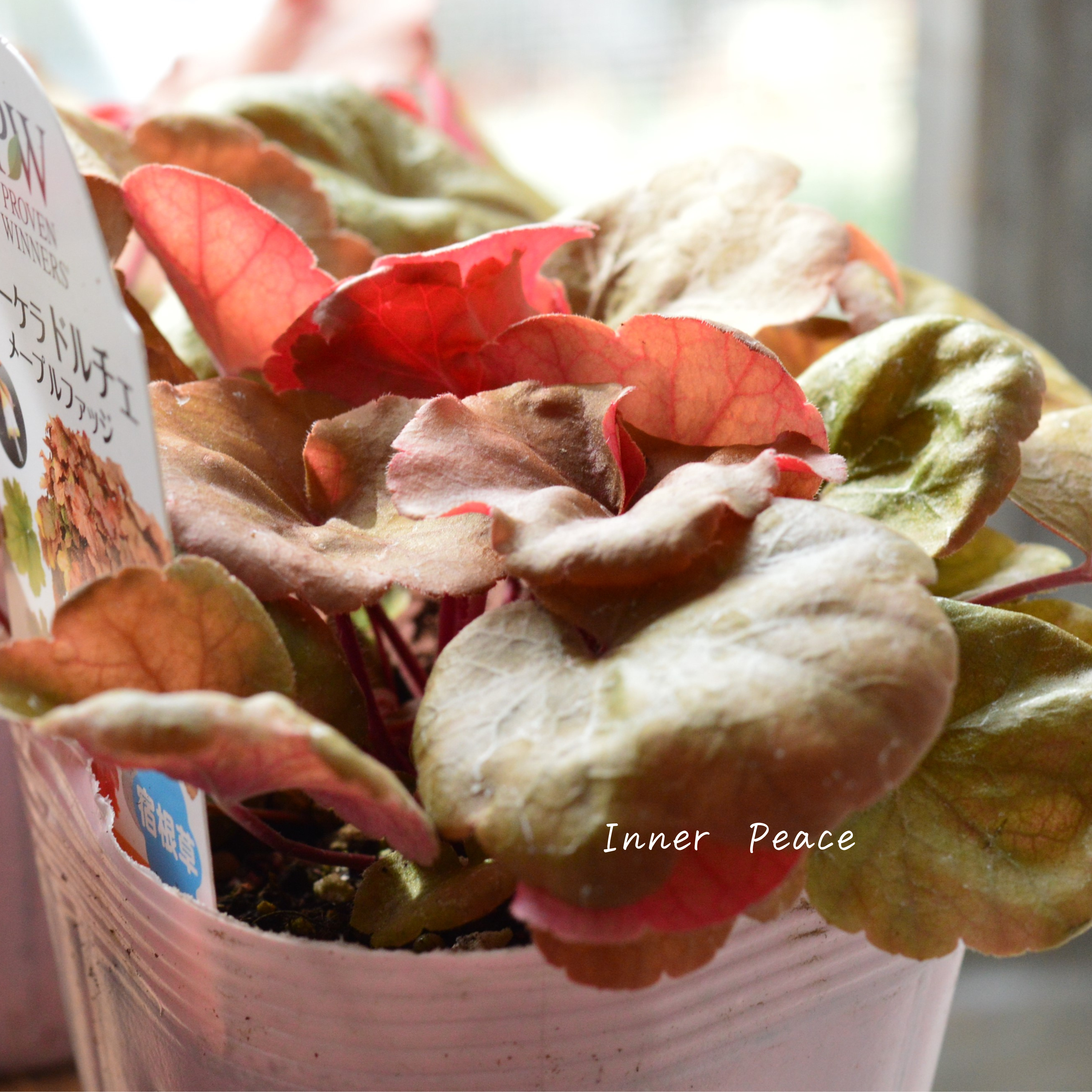 【PW】 ヒューケラ ドルチェ 『メープルファッジ』 3.5寸POT