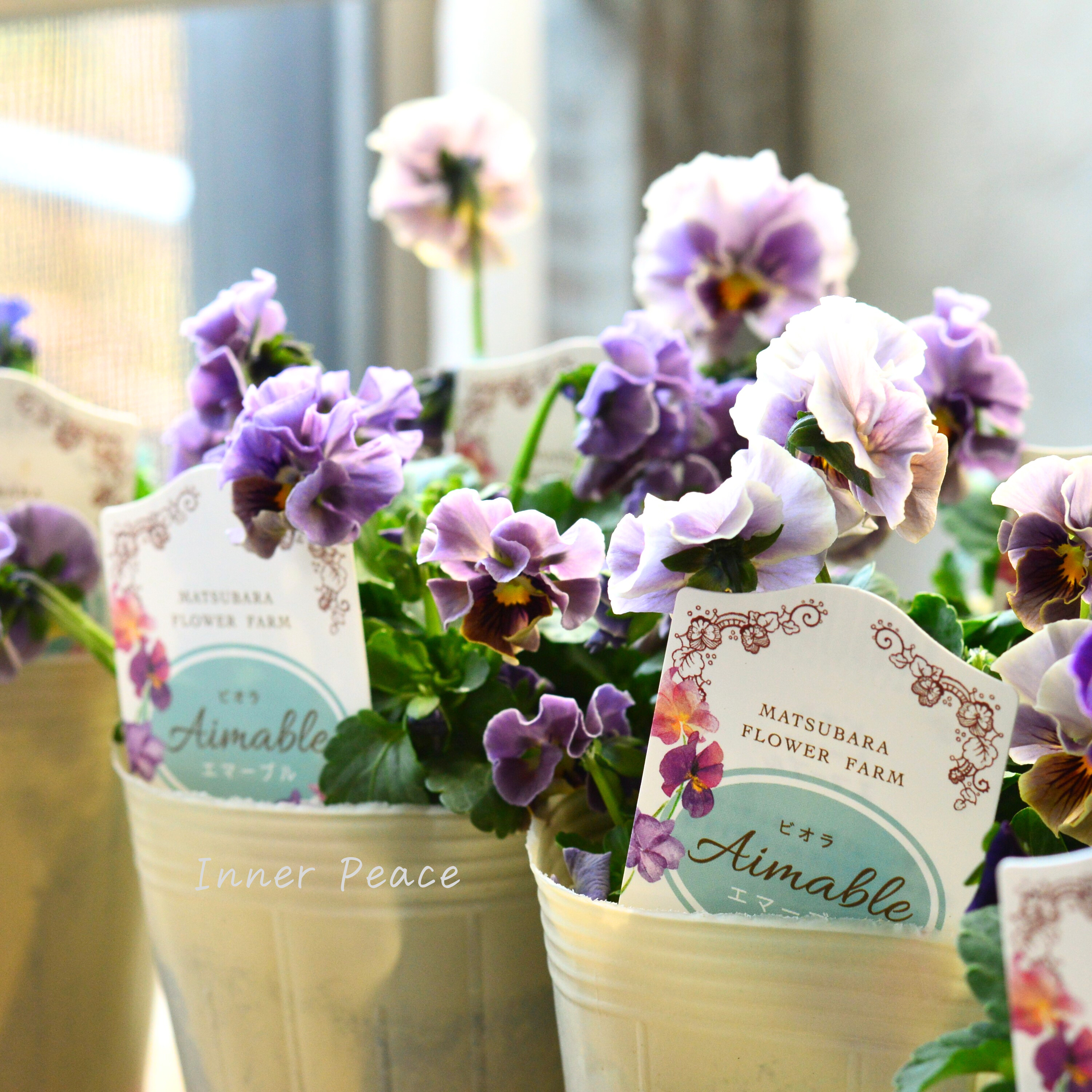 【マツバラフラワーファームさん】 ビオラ 『エマーブル・スタイリッシュグレイ』 3寸ロングPOT