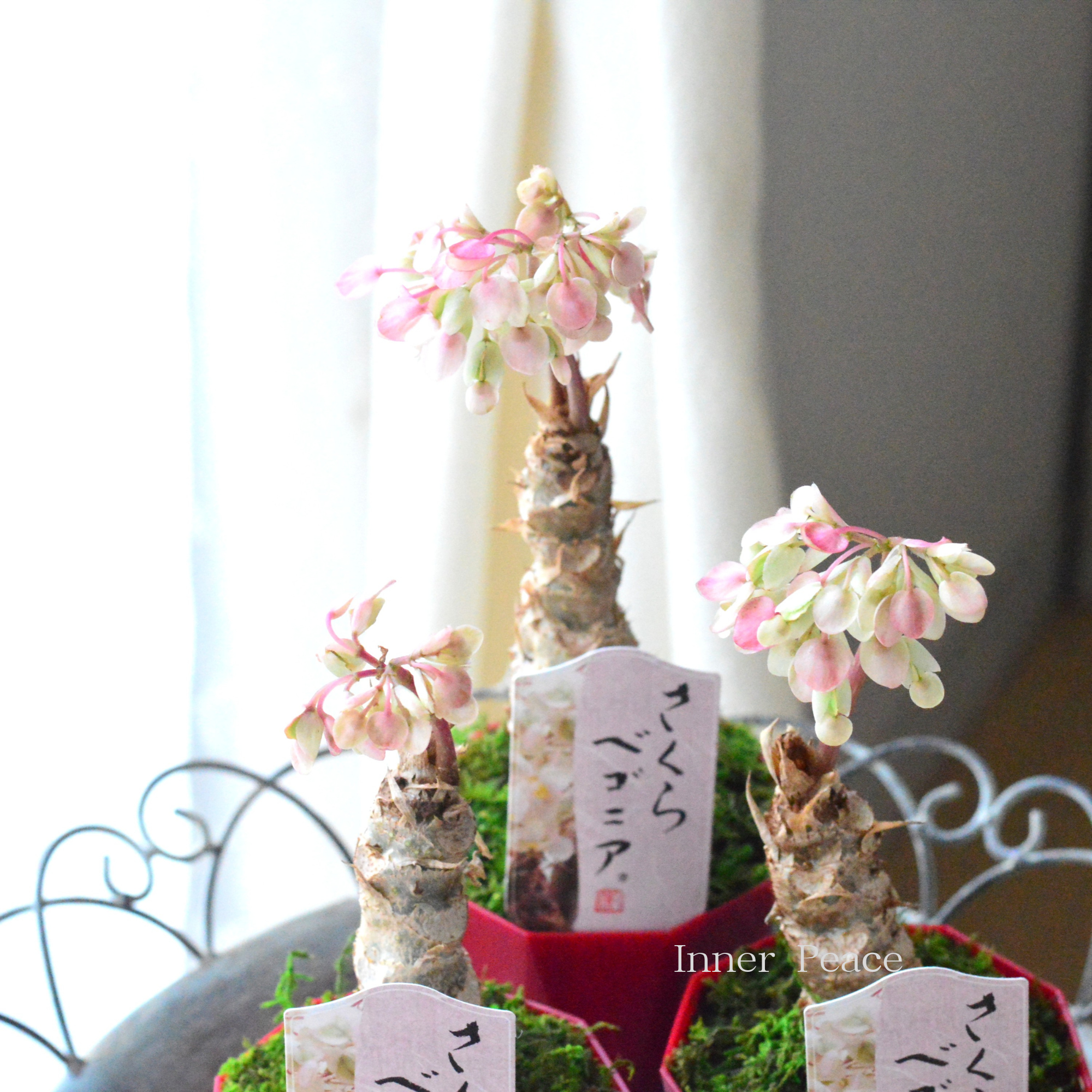 【個性的】 さくらベゴニア 3.5寸POT