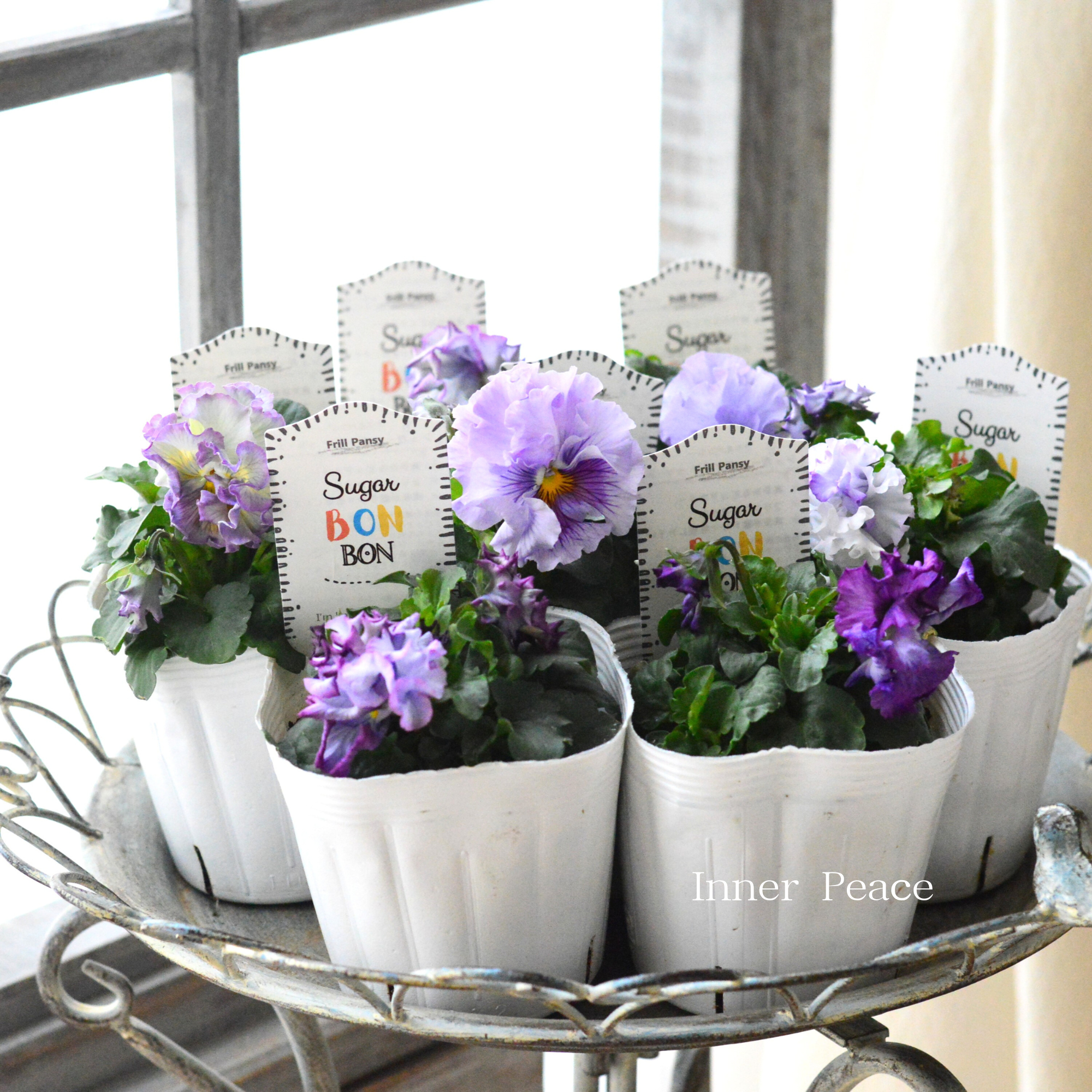 【湘南Berryさん】 フリルパンジー 『シュガーボンボン・パープル系』 3寸POT