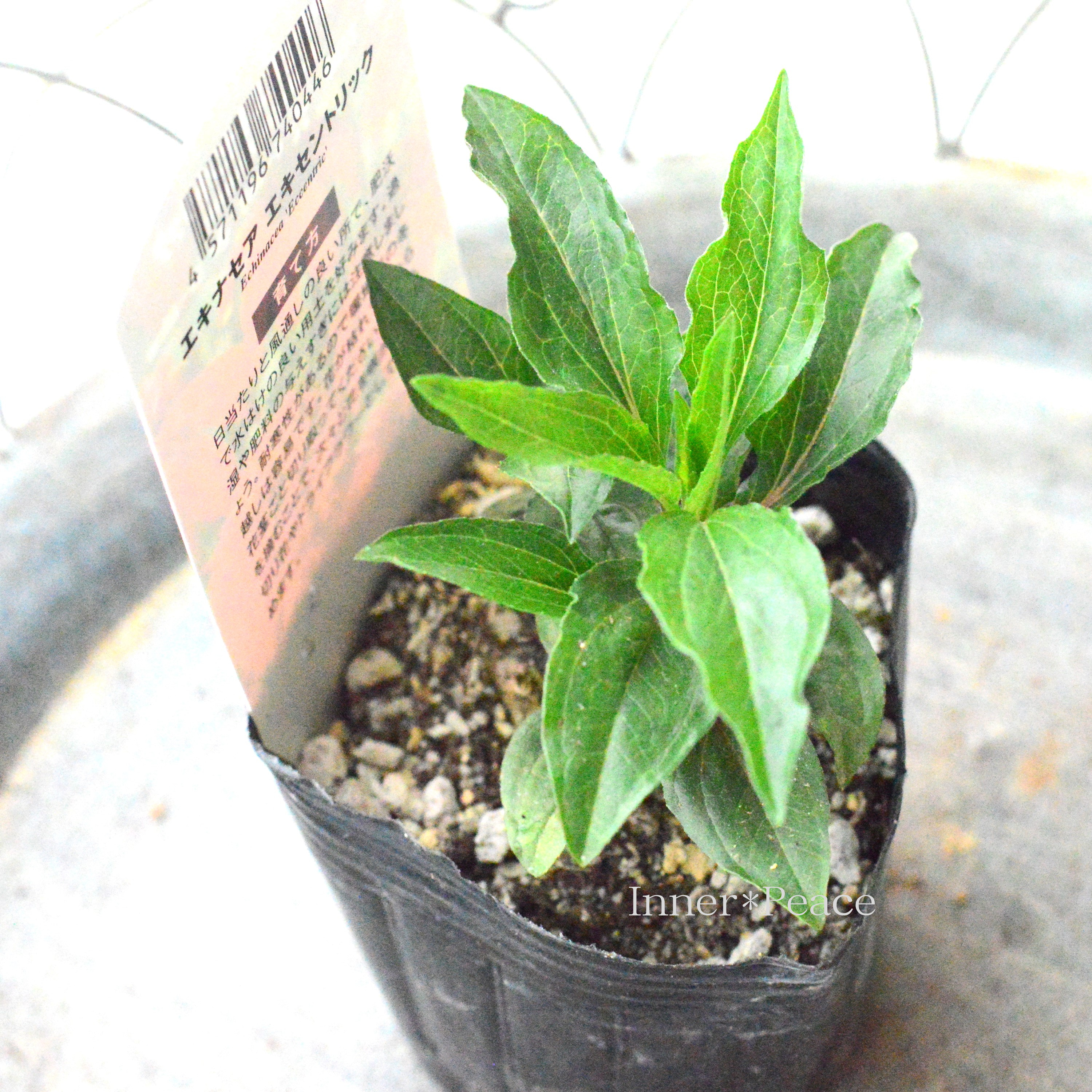 【暑さ寒さに強い】 エキナセア 『エキセントリック』植え込み用 3寸POT