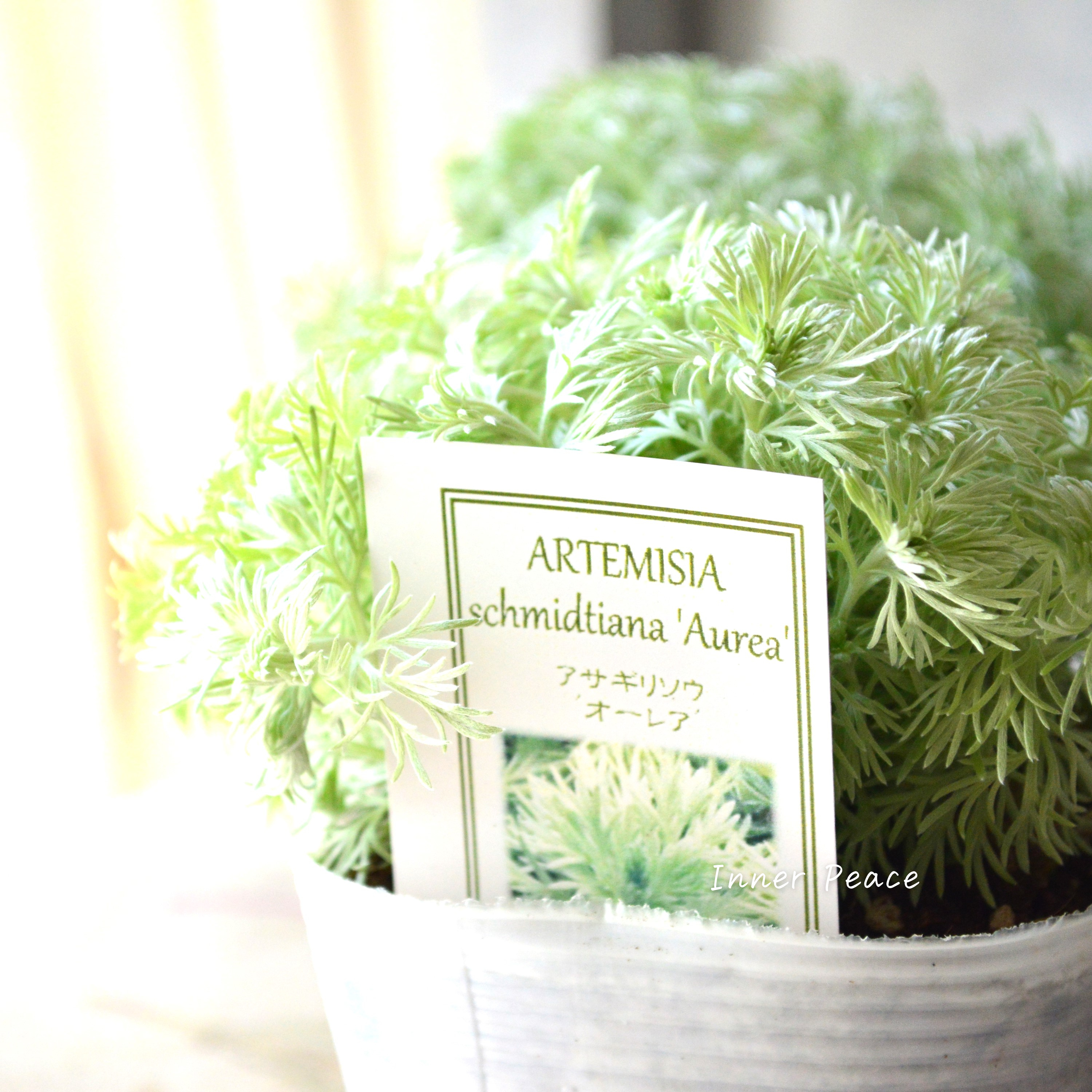 【宿根】 アサギリソウ 『オーレア』 3.5寸POT