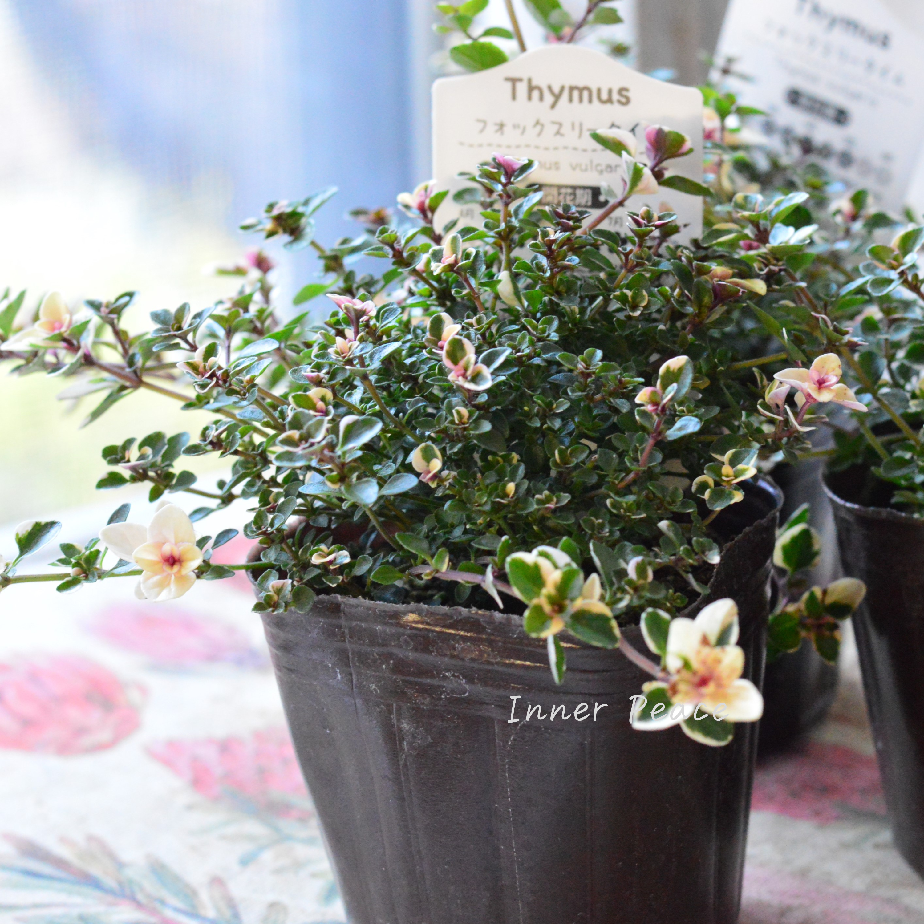 【寄せ植えに】 フォックスリータイム 2.5寸~3寸POT