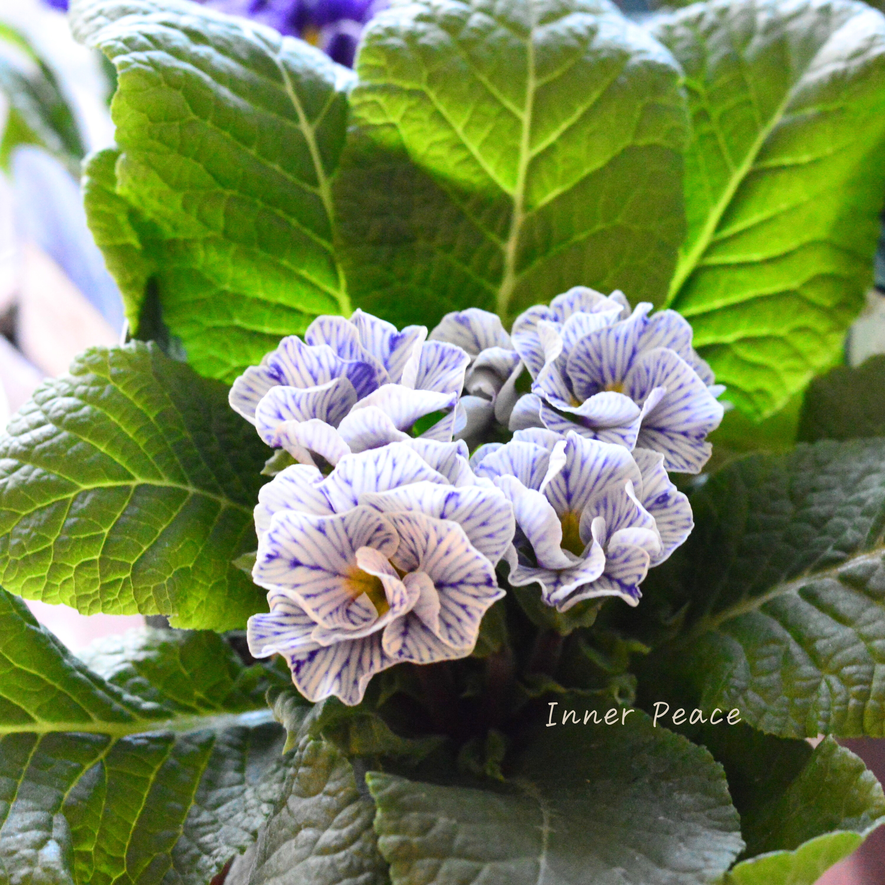 【個性的】 プリムラ 『ヴィンテージフリル』 3寸POT