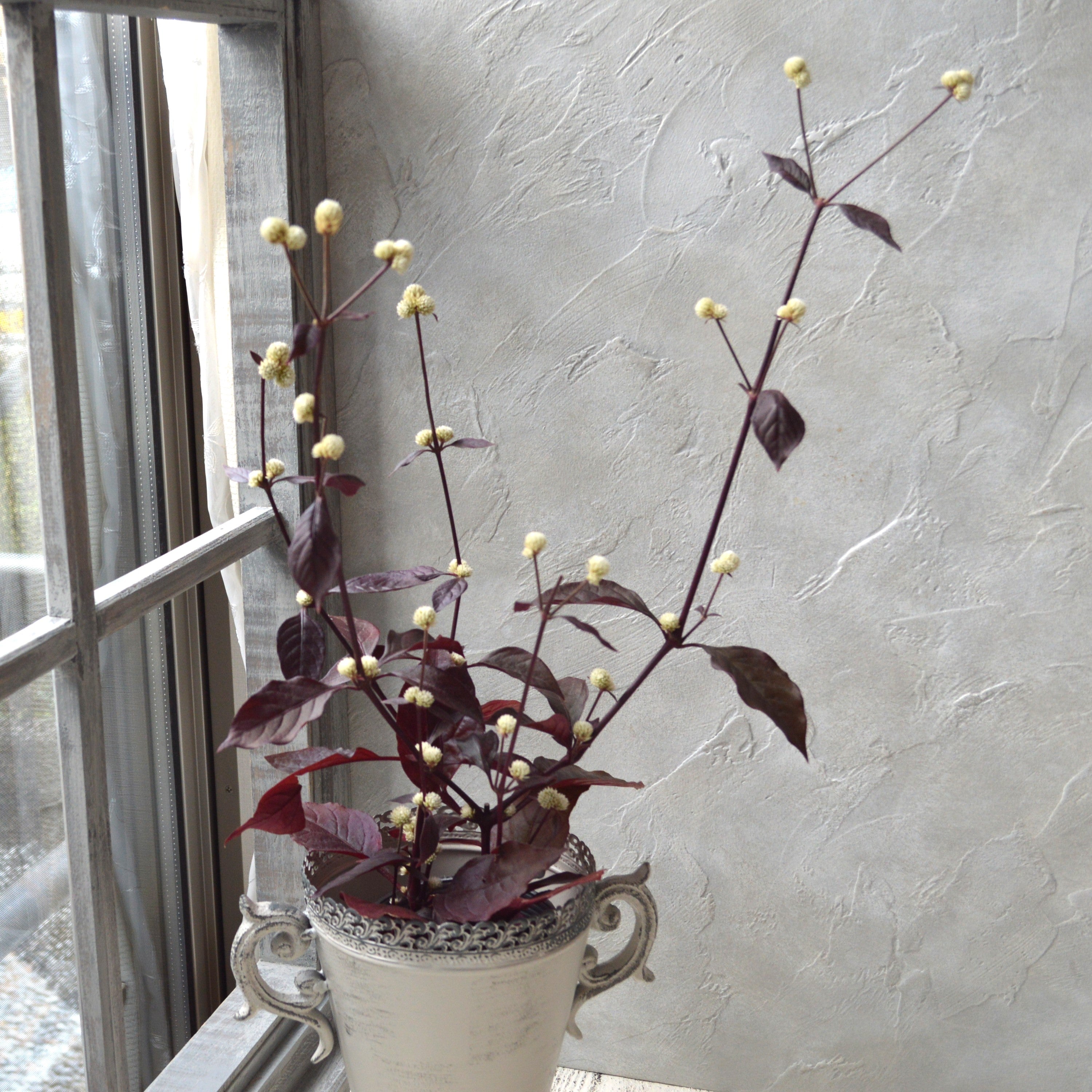 【寄せ植えに】 アカバセンニチコウ(アルテルナンテラ・レッドフラッシュ) 3寸ロングPOT