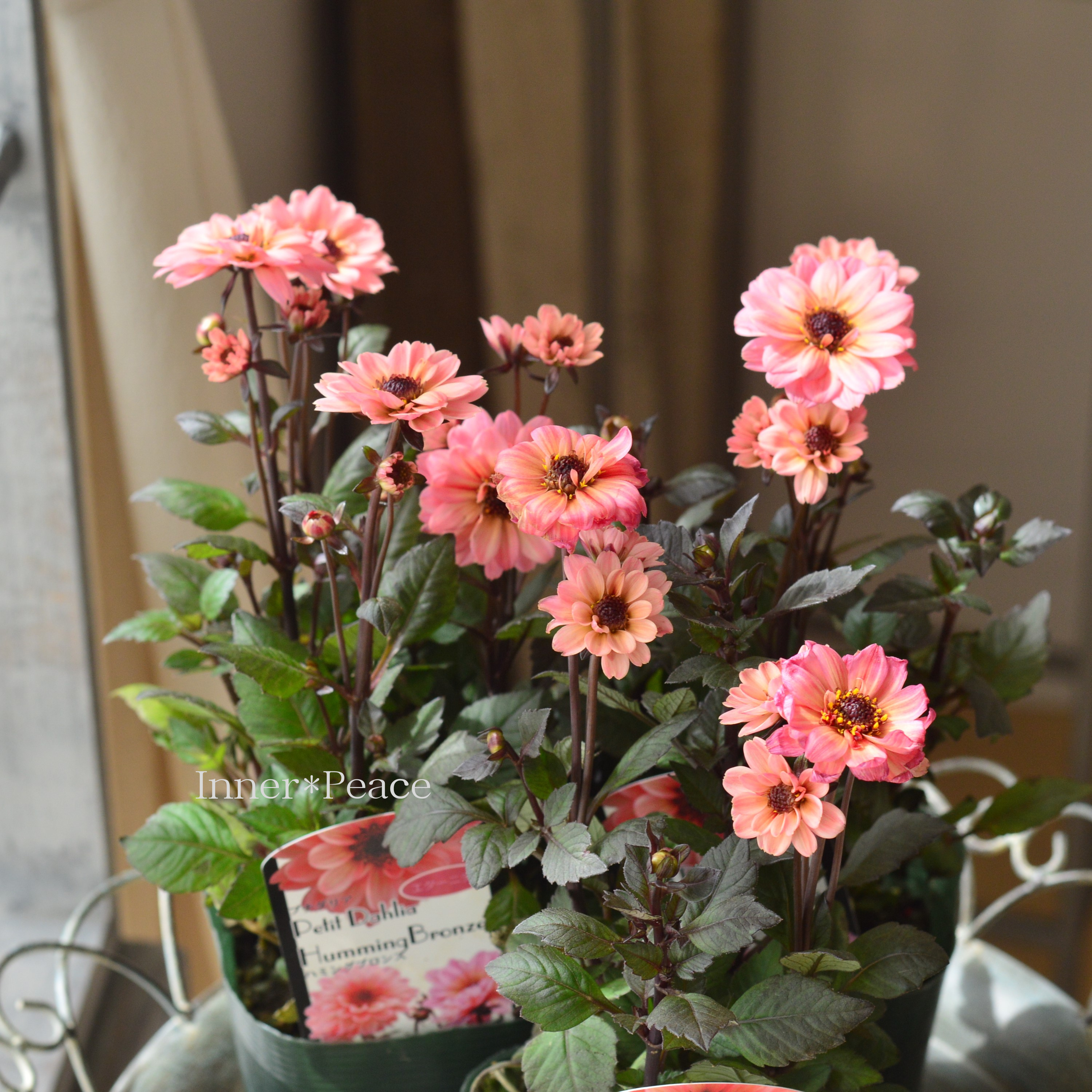 【宿根】 プチダリア・ハミングブロンズ 『エタニティ』 3.5寸POT