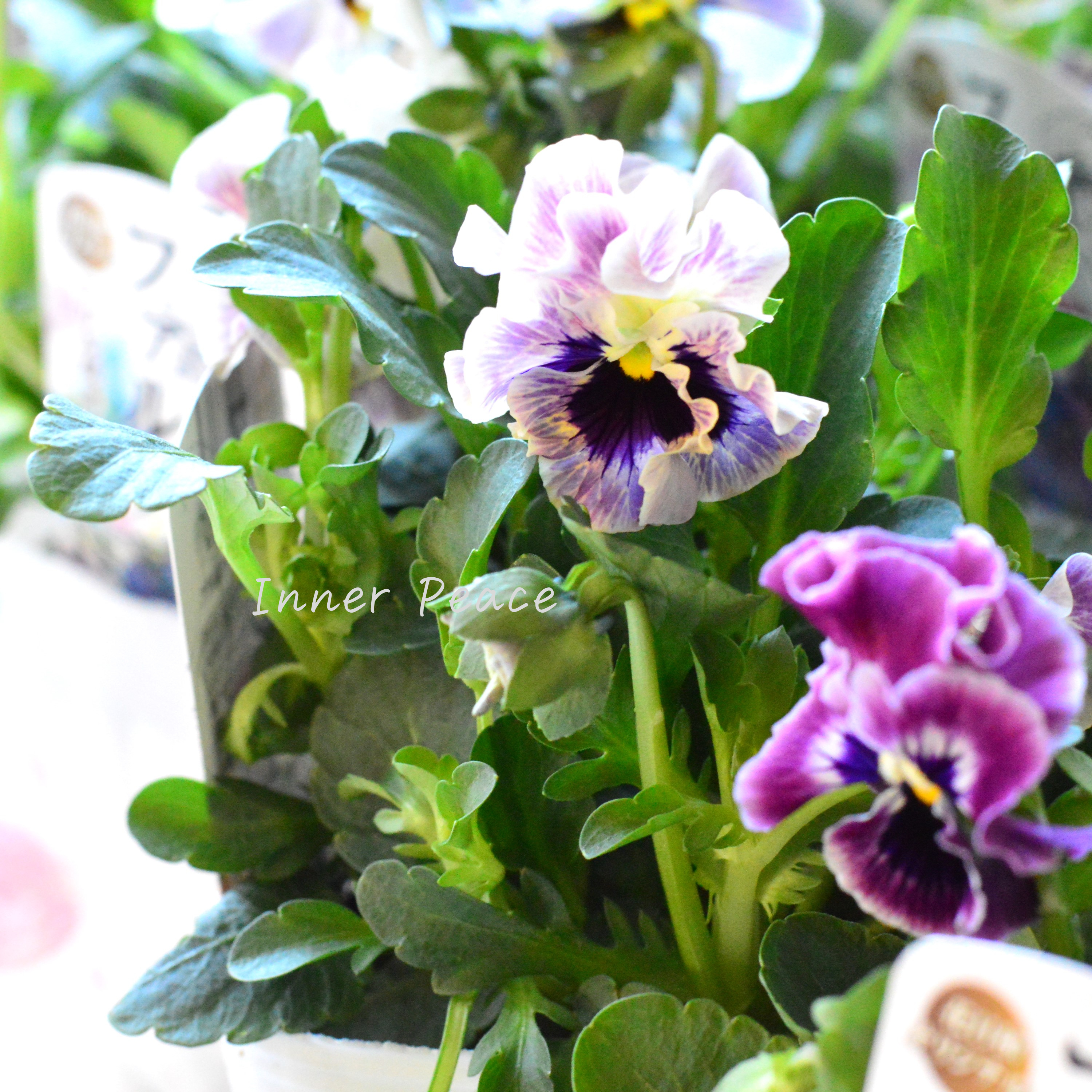 【花日和さんオリジナル】 フリル咲きパンジー 『ファルダ』 3.5寸POT