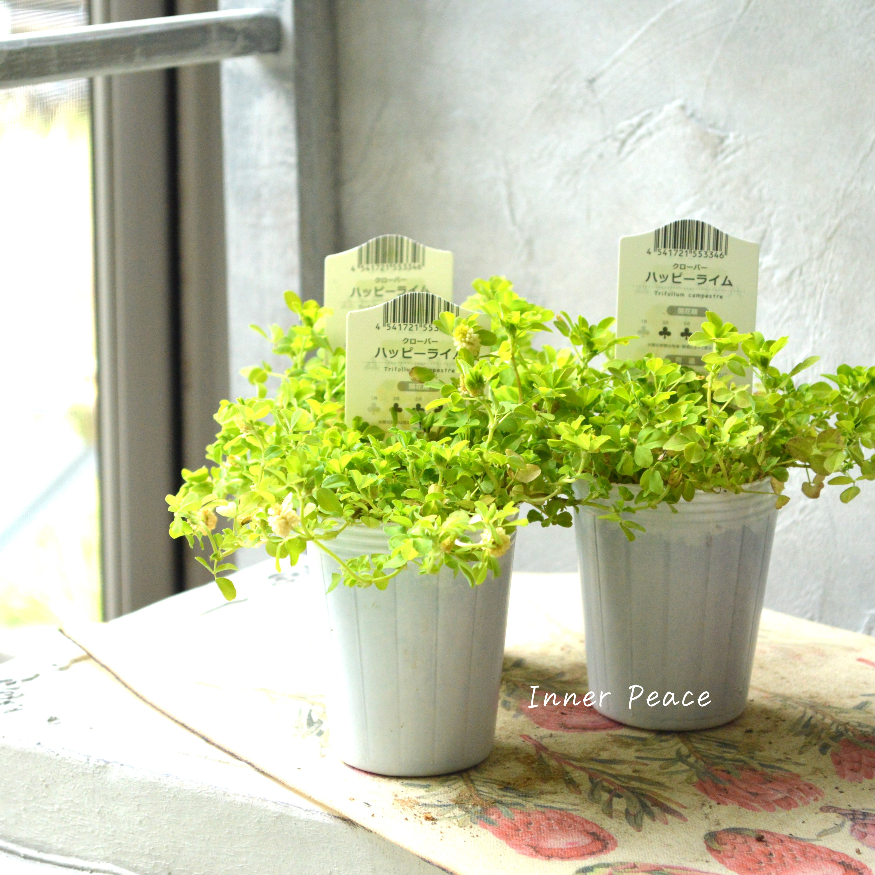 【爽やか】 クローバー 『ハッピーライム』 2.5寸ロングPOT