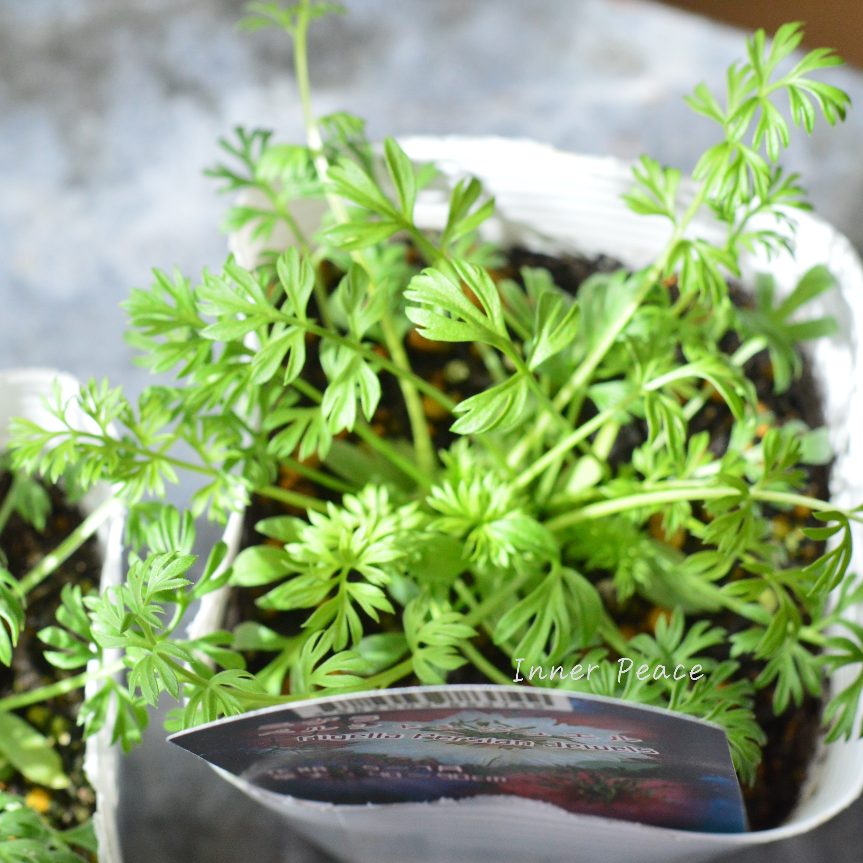 【オシャレ】 ニゲラ 『ペルシャンジュエル』 植え込み用 3寸POT