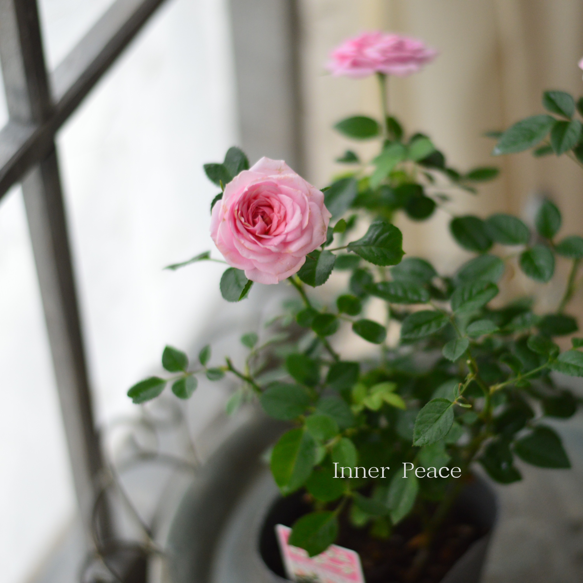 【分割できる】 ミニ薔薇 『コルダナ・エリジウム』 3寸POT