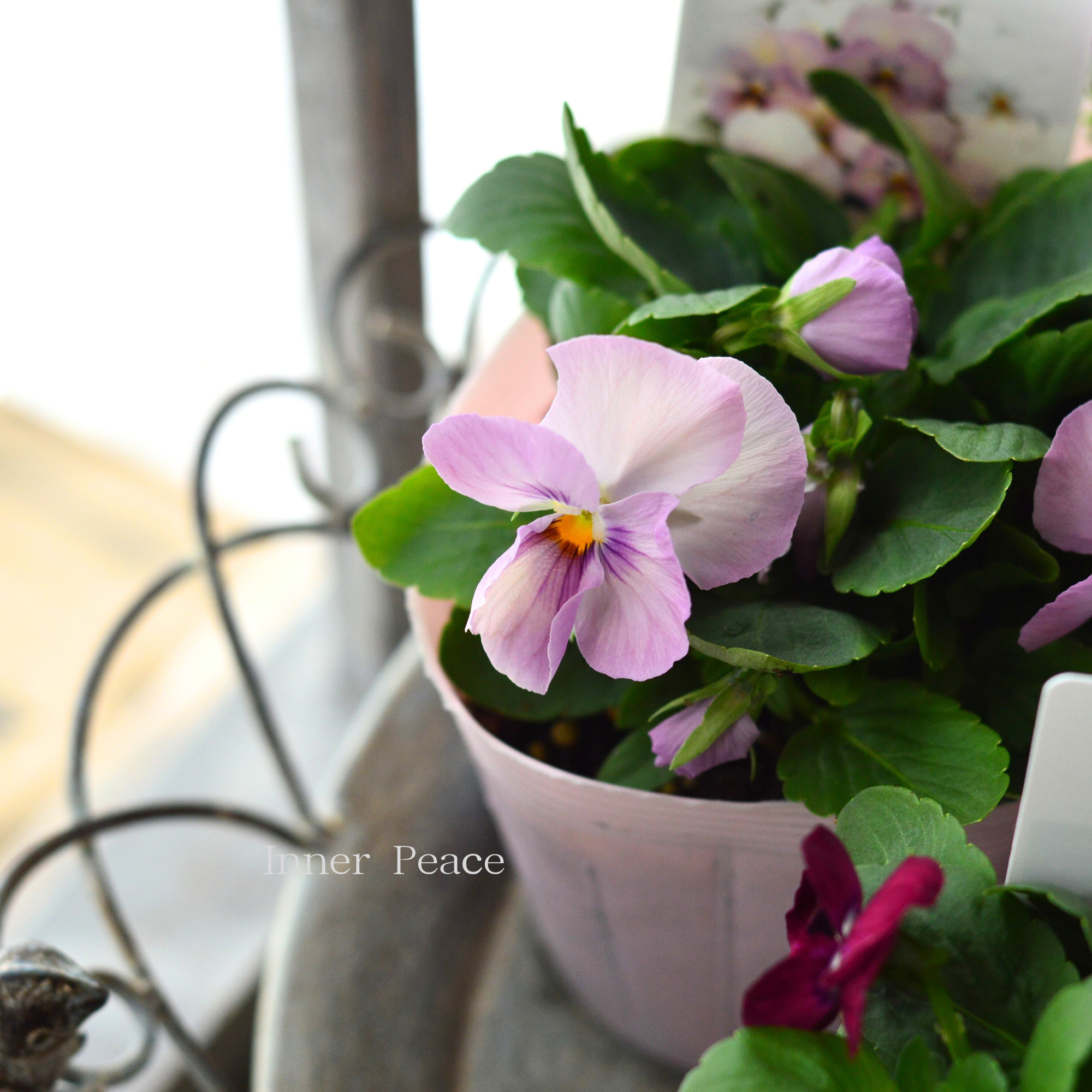 【かわいい】 パンジー 『キューティーハート』 3.5寸POT