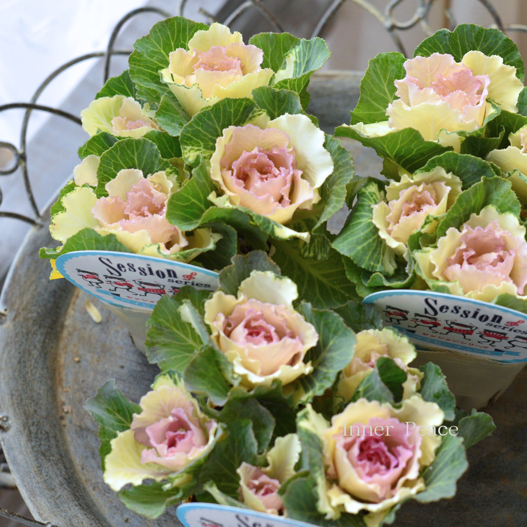 【5本植え】 葉牡丹 『セッション・ベイビーチュール』 3寸POT