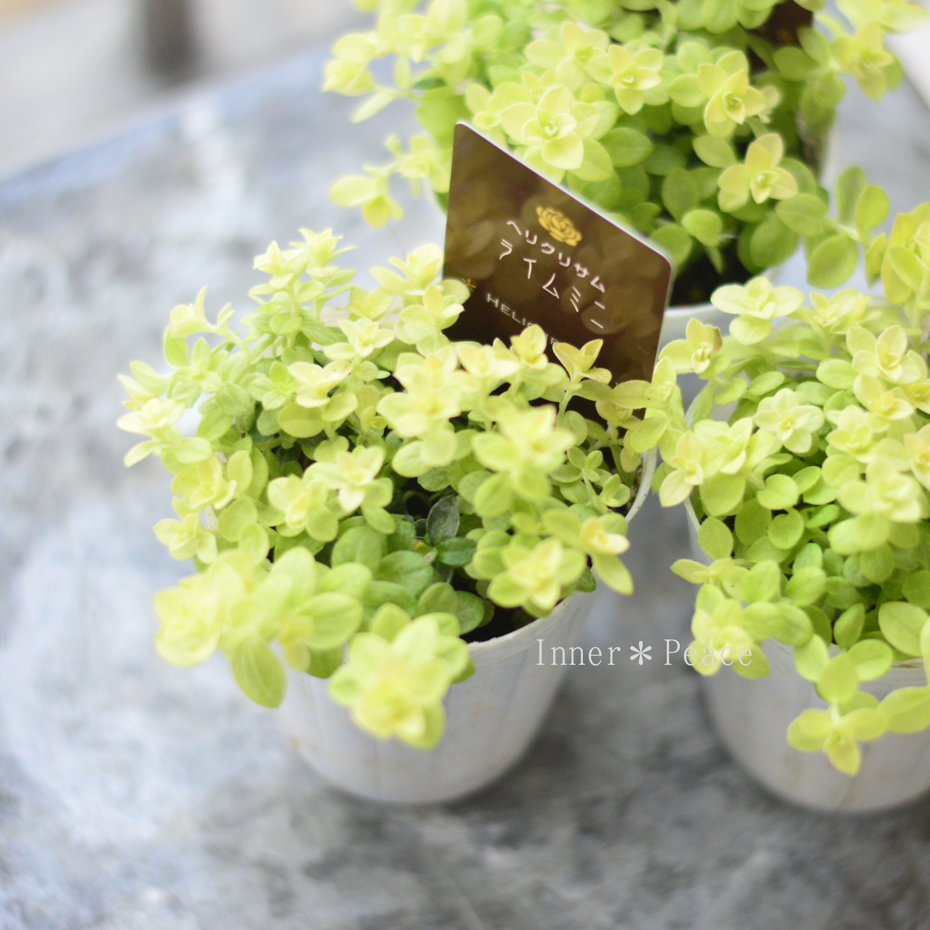 【爽やか】 ヘリクリサム 『ライムミニ』 2.5寸~3寸POT