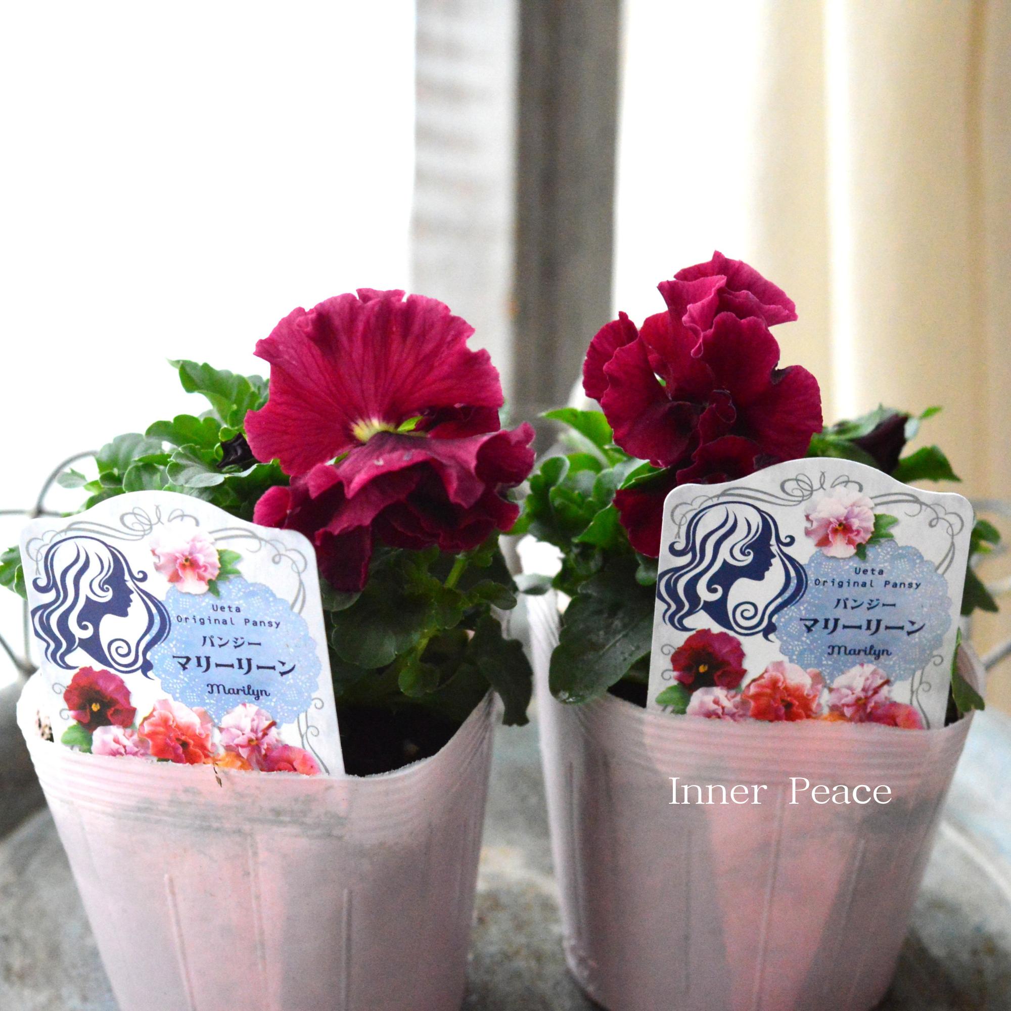 【うえたさん育種】 パンジー 『マリーリーン・B』 3.5寸POT