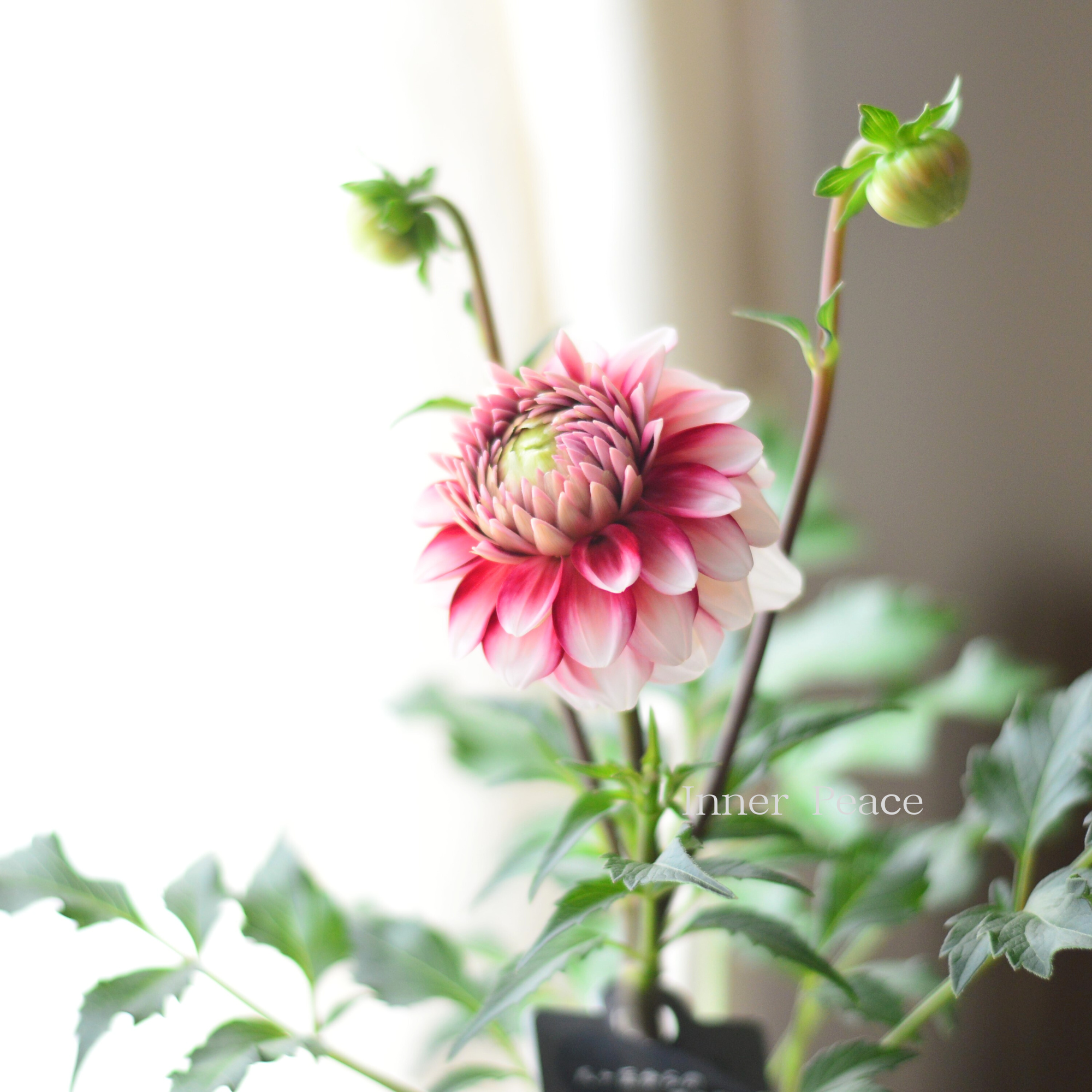 【美しい】ダリア 『恋金魚』 3.5寸ロングPOT