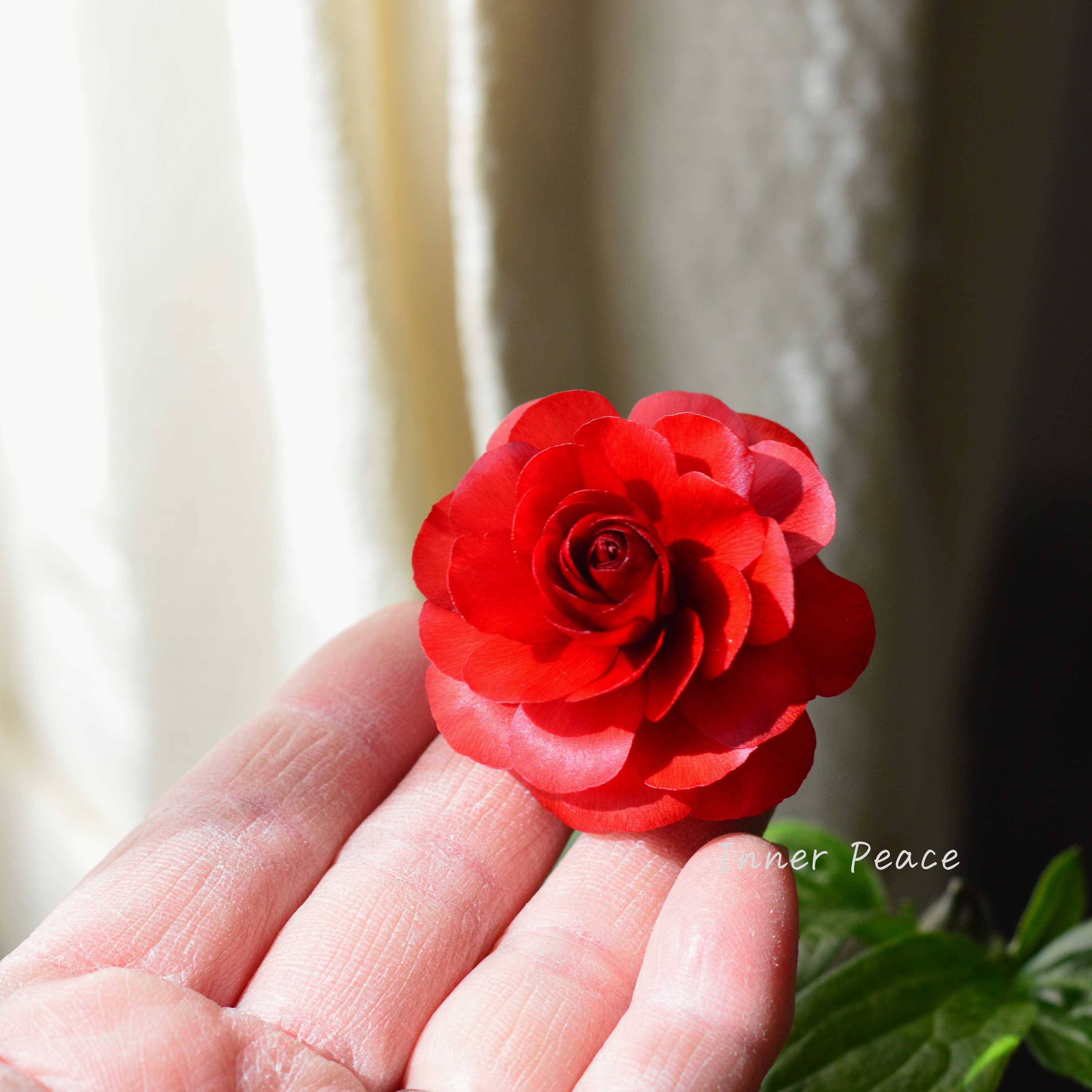 【美しい】 ラナンキュラス・ラックス 『ハデス』 3.5寸ロングPOT