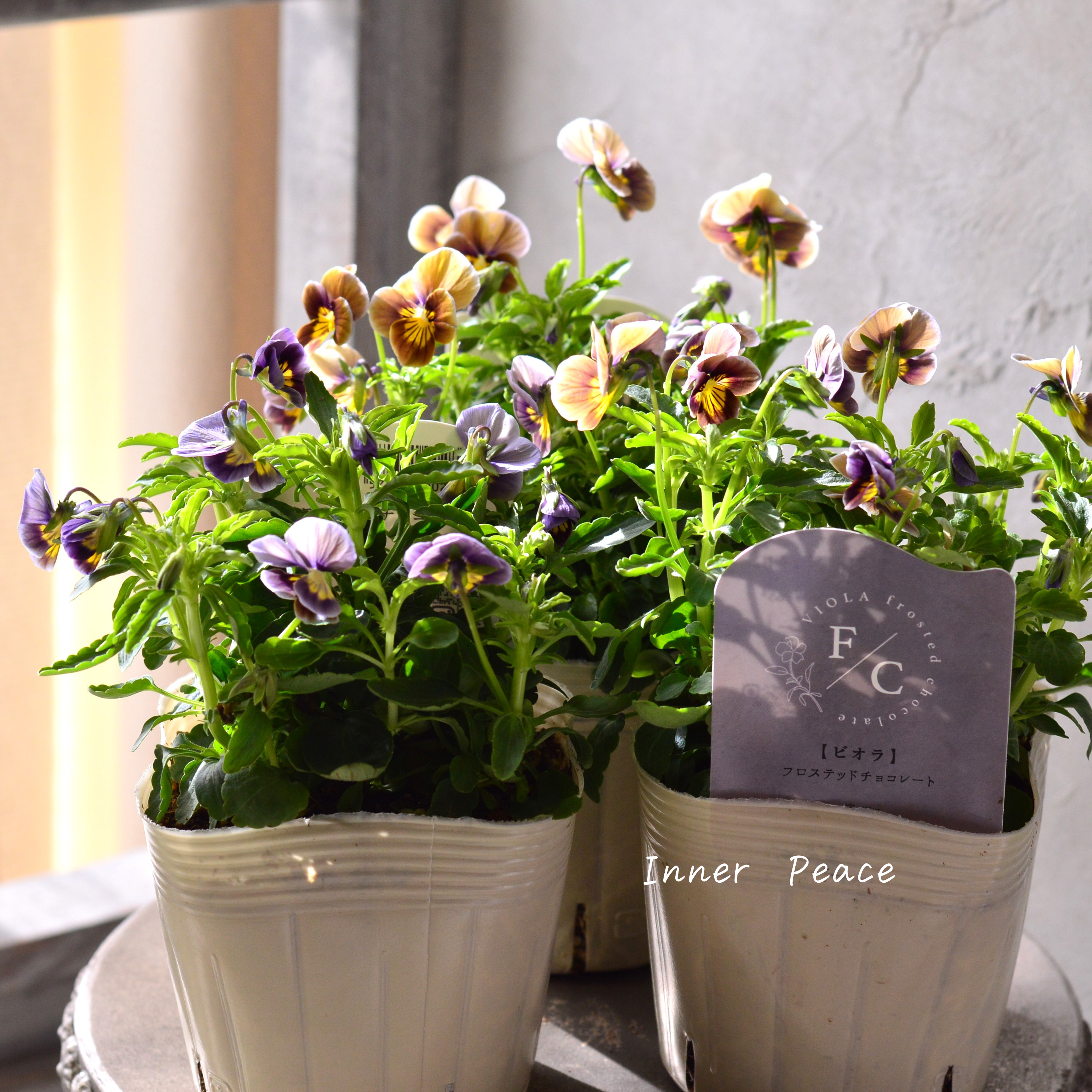 【シック】 ビオラ 『フロステッドチョコレート』 3.5寸POT