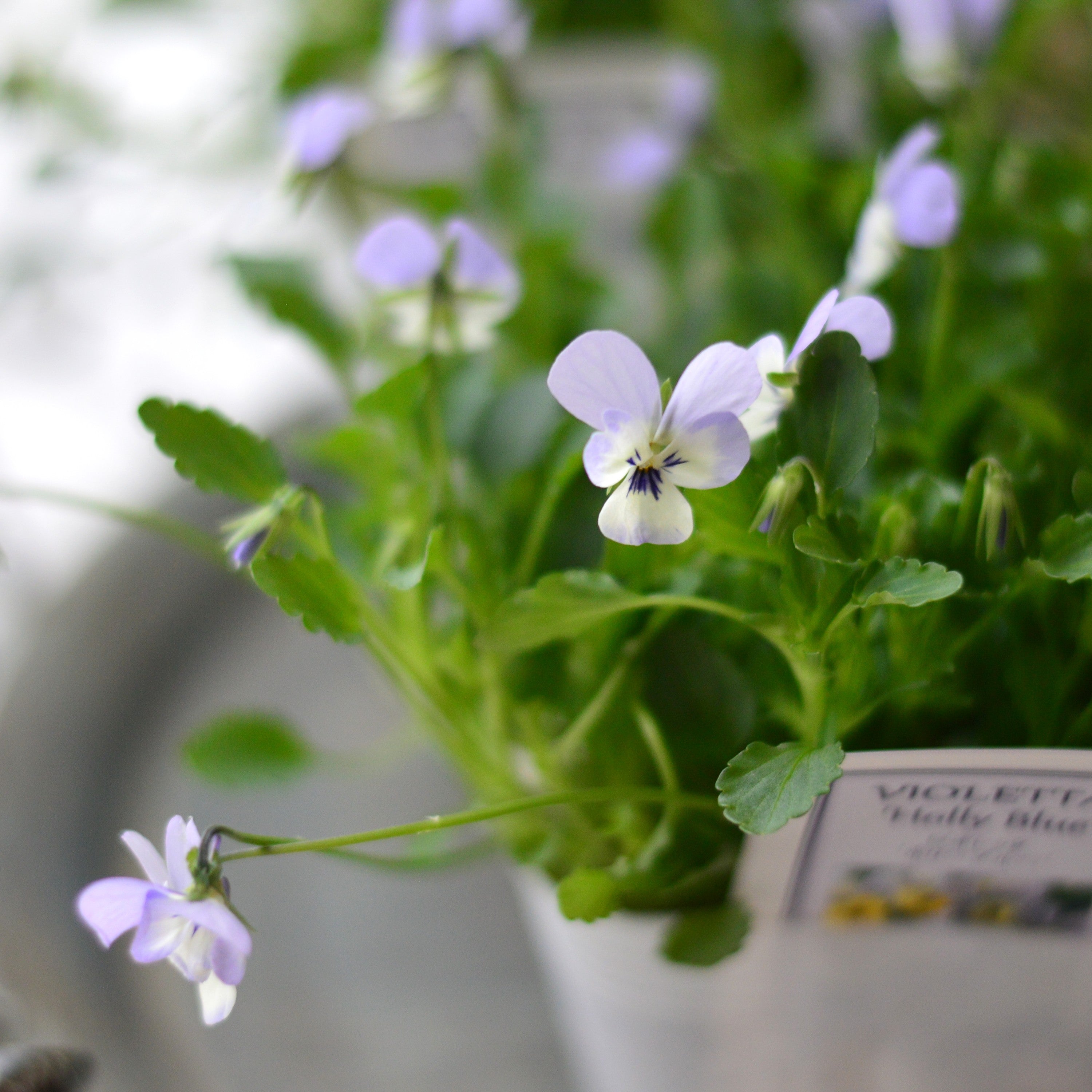 【かわいい】 小輪ビオラ ビオレッタ 『ホリーブルー』 3.5寸POT