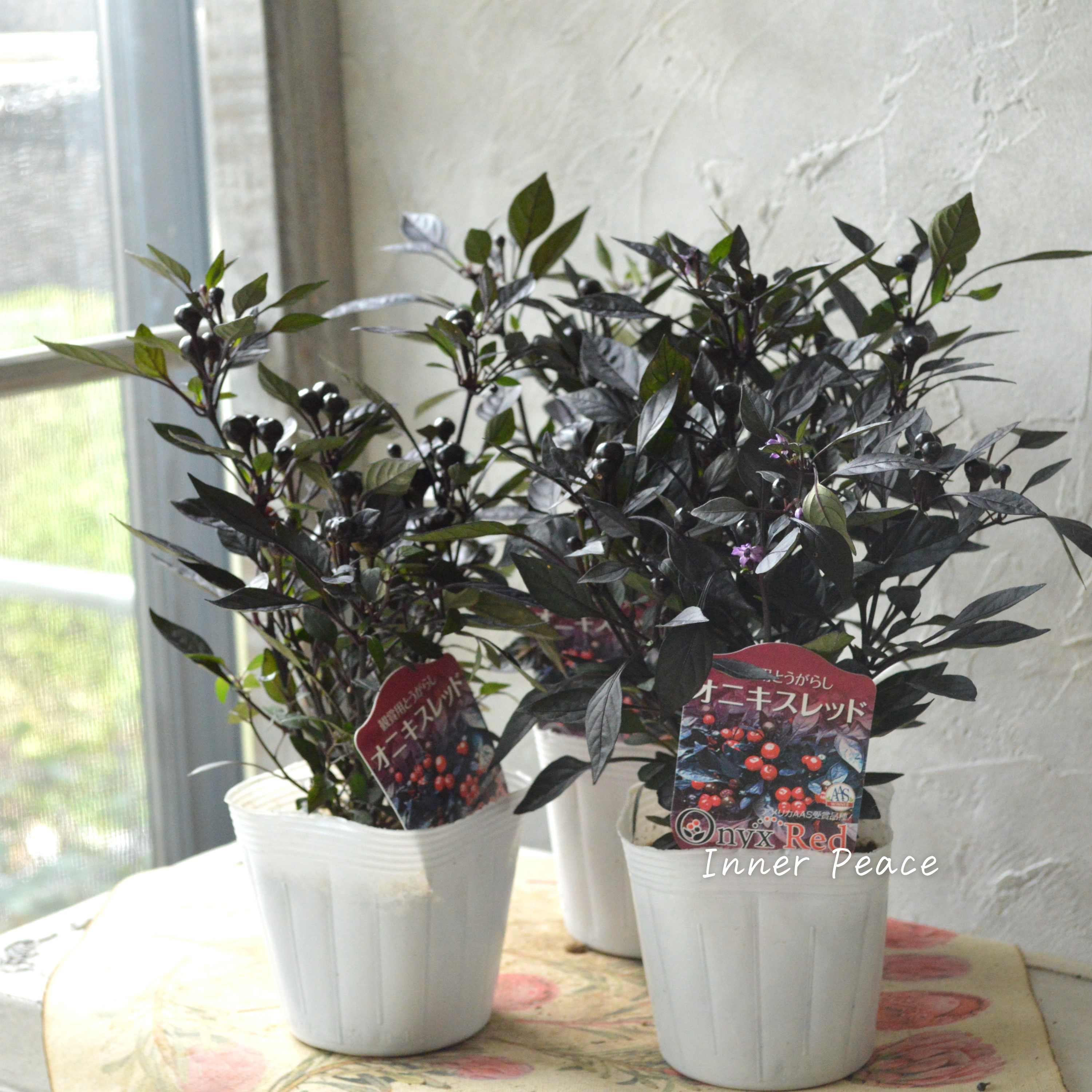 【暑さに強い】 トウガラシ 『オニキスレッド』 3寸POT