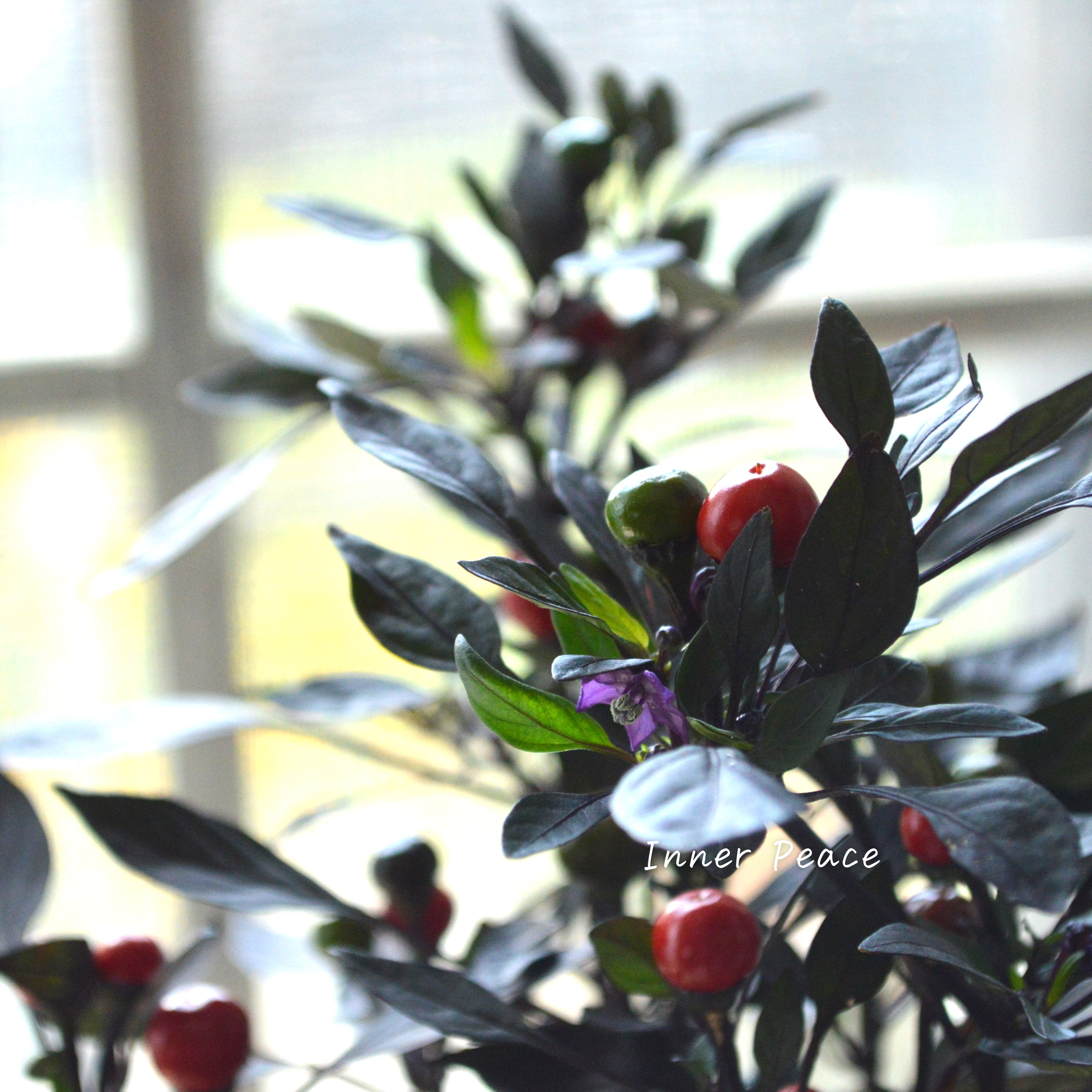 【暑さに強い】 トウガラシ 『オニキスレッド』 3寸POT