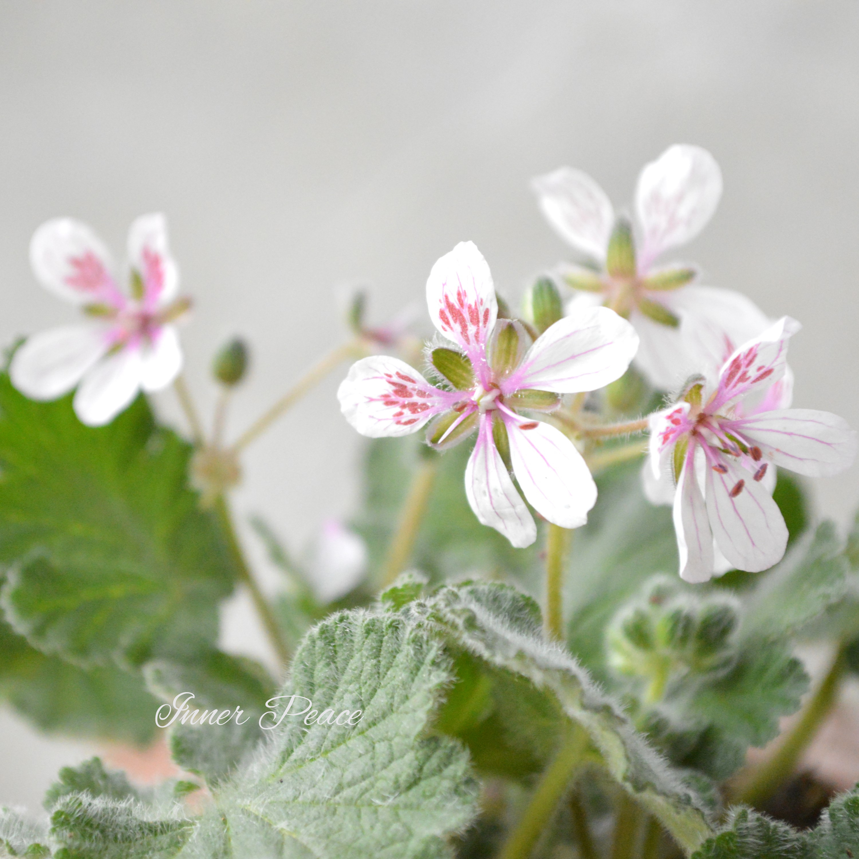 【オシャレ】 エロディウム ペラルゴニフロラム 『スイートハート』 3寸POT